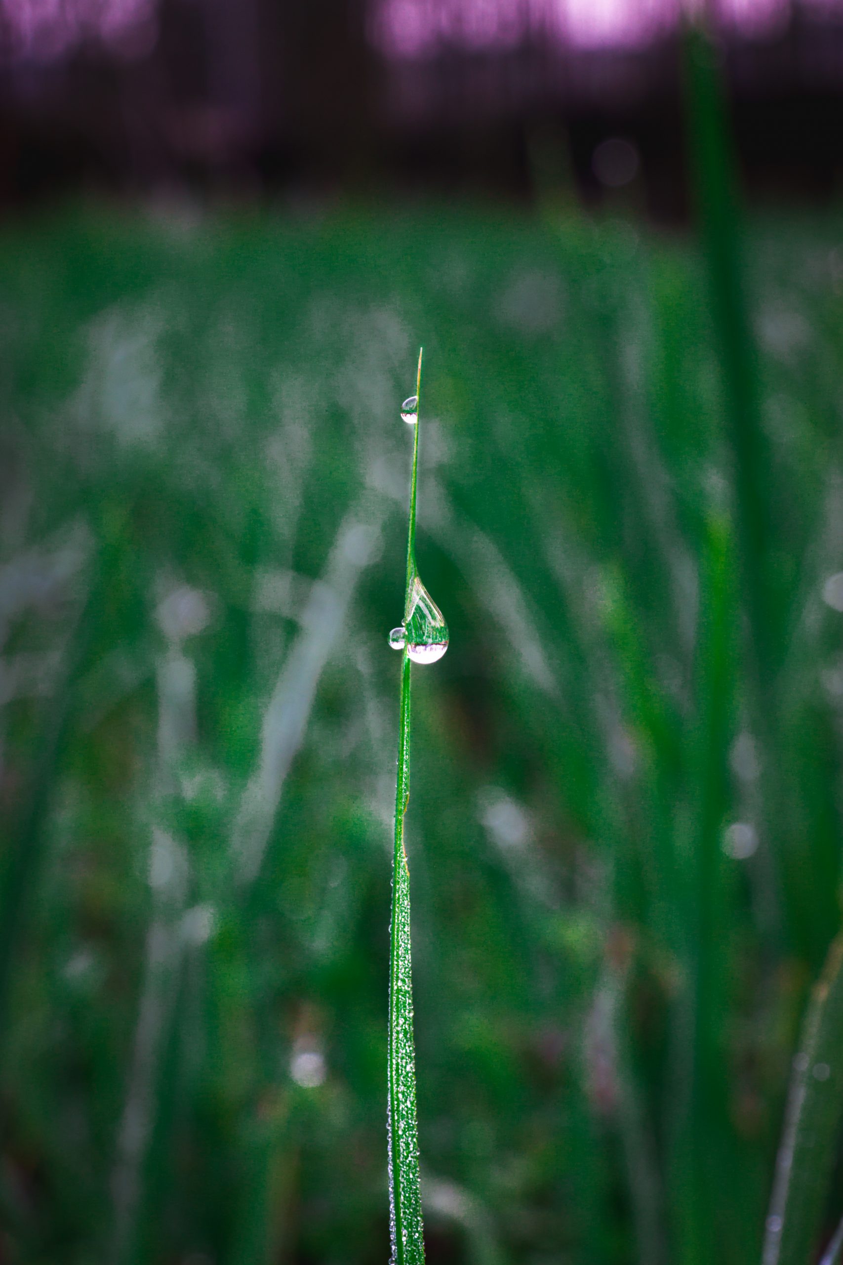 Water drops on a grass straw