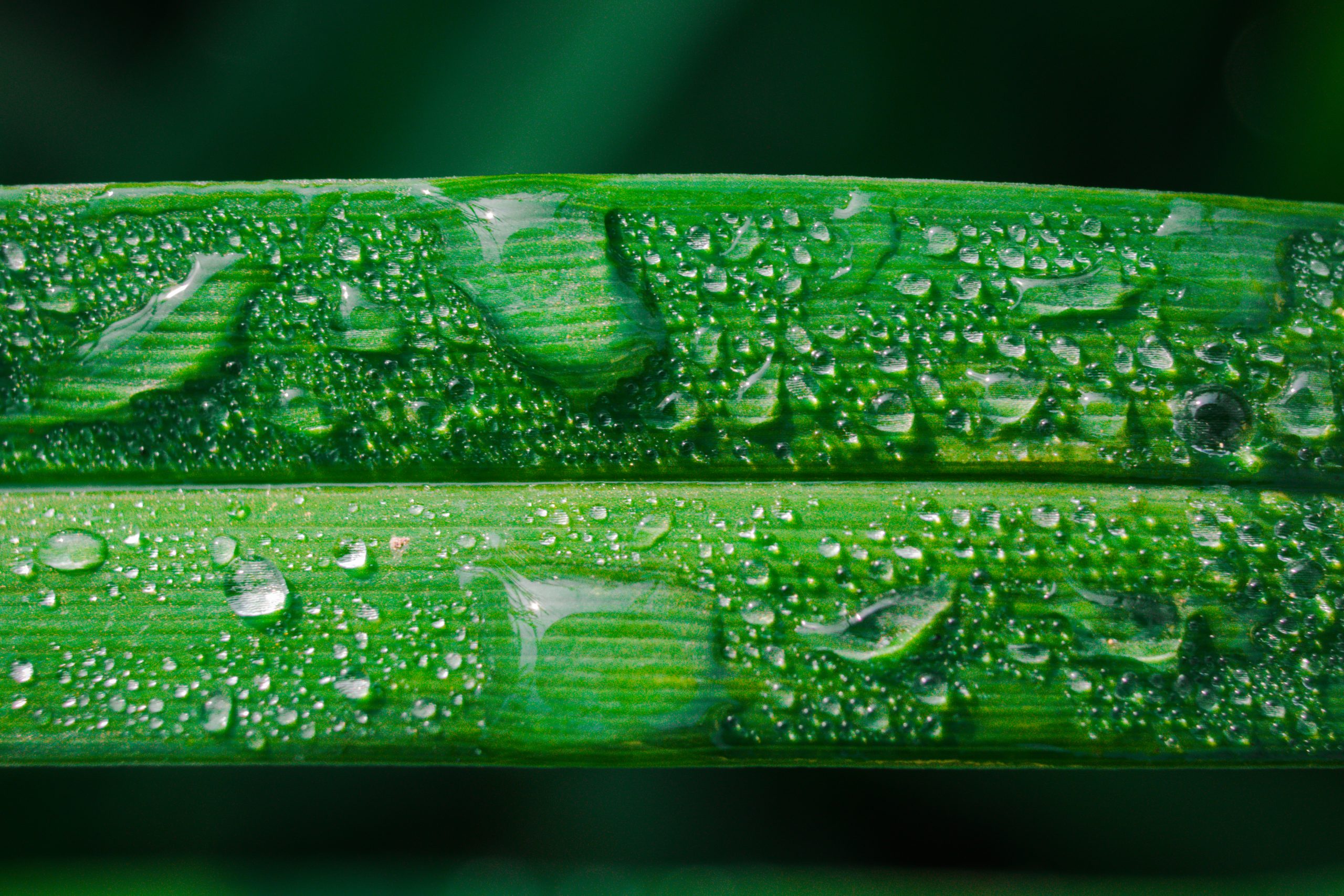 Waterdrops on a plant leaves