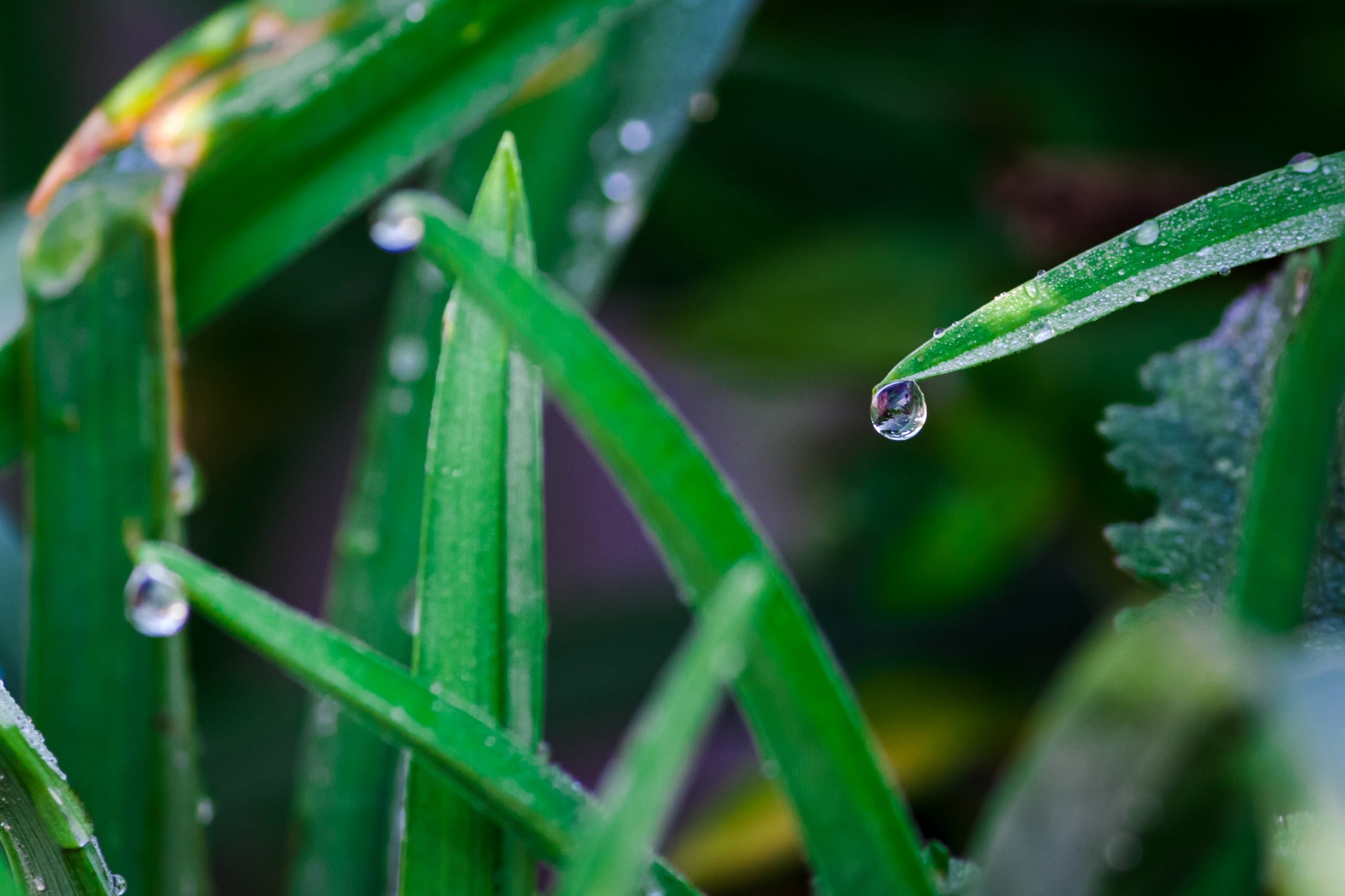 Waterdrops on grass leaves