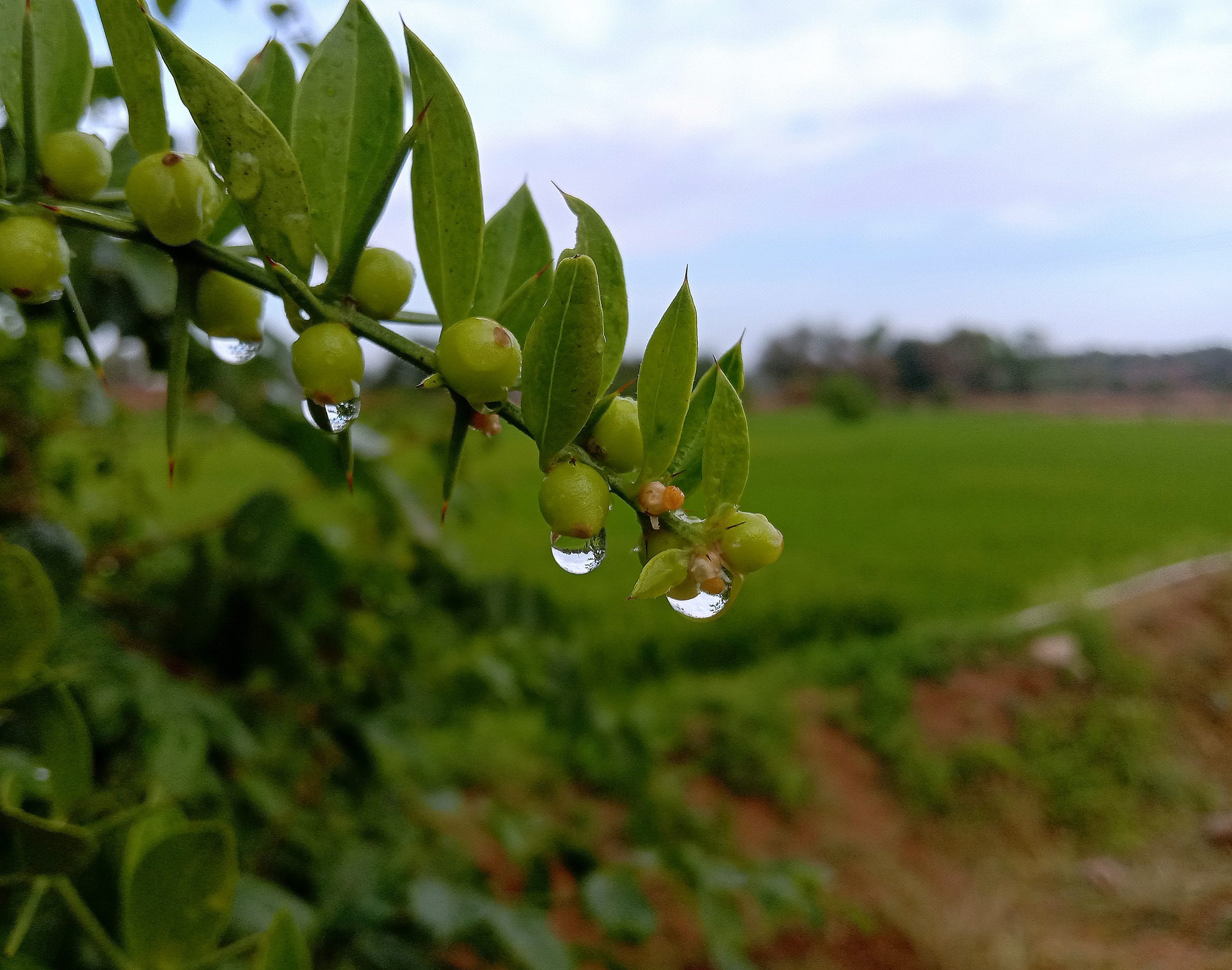 Waterdrops on plant