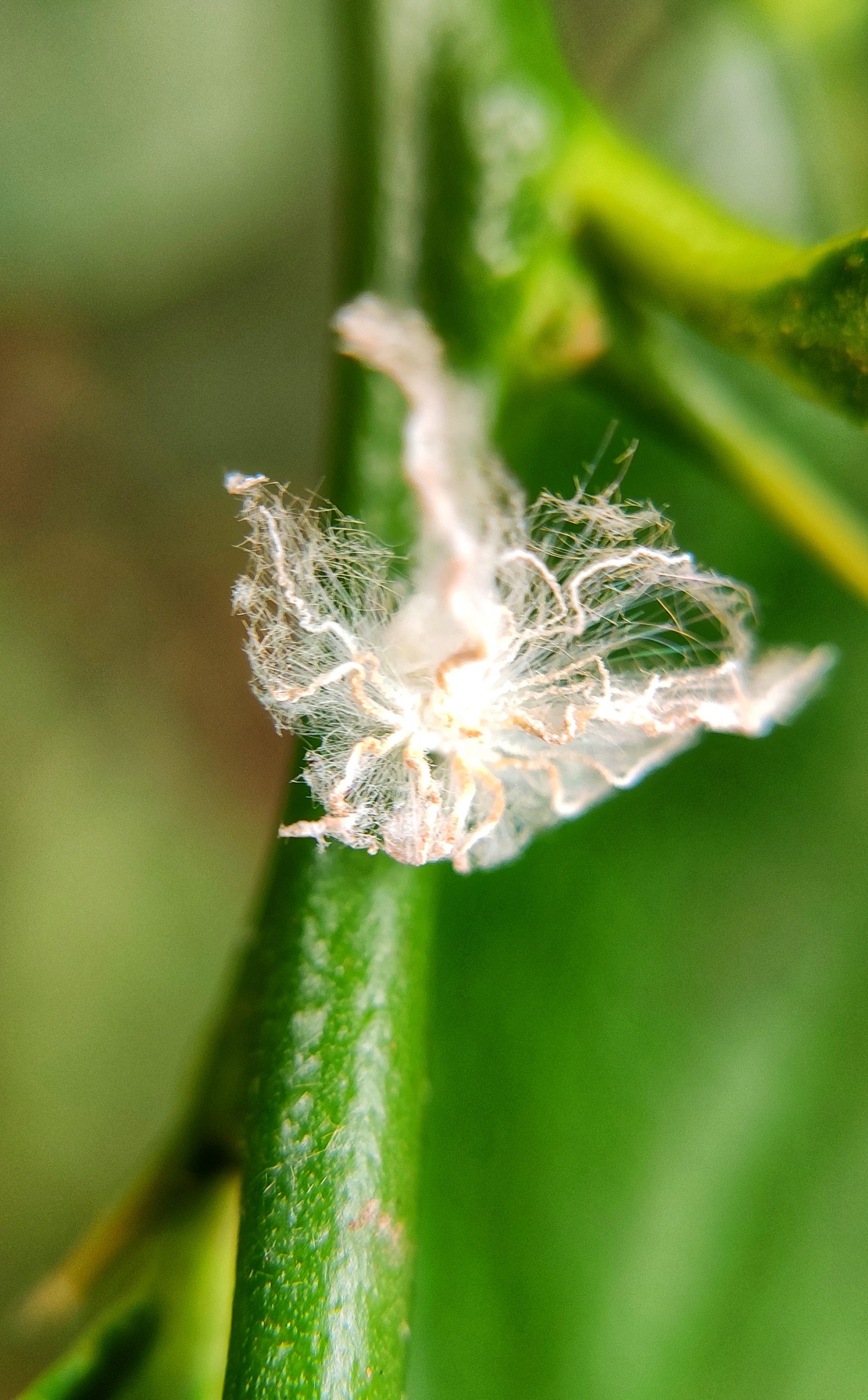 White creature on plant stem