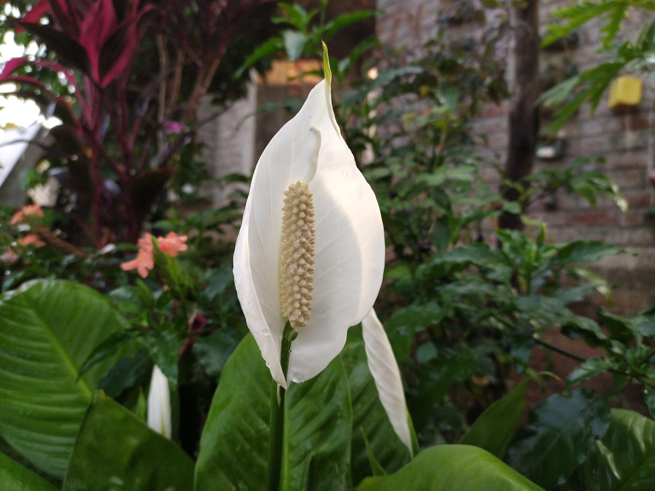 White flower in a garden