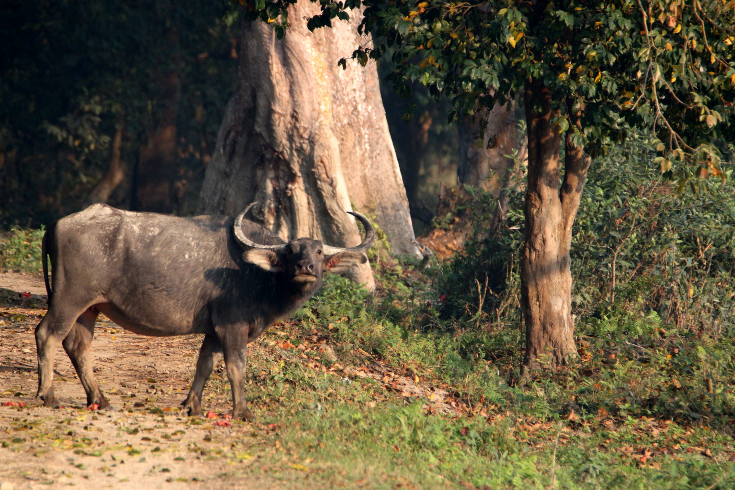 Wild Buffalo in the forest