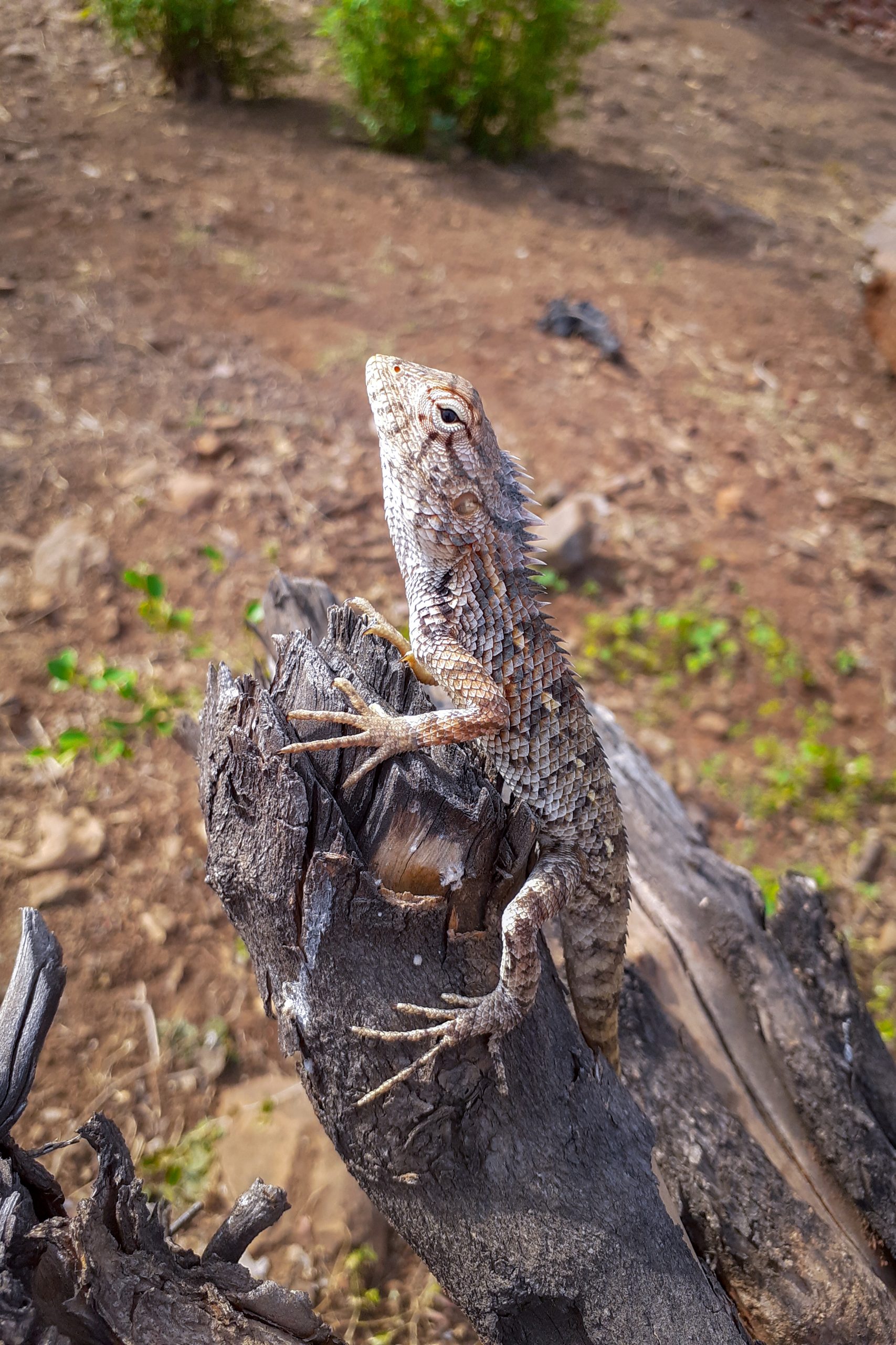 Wild Lizard on dry wood