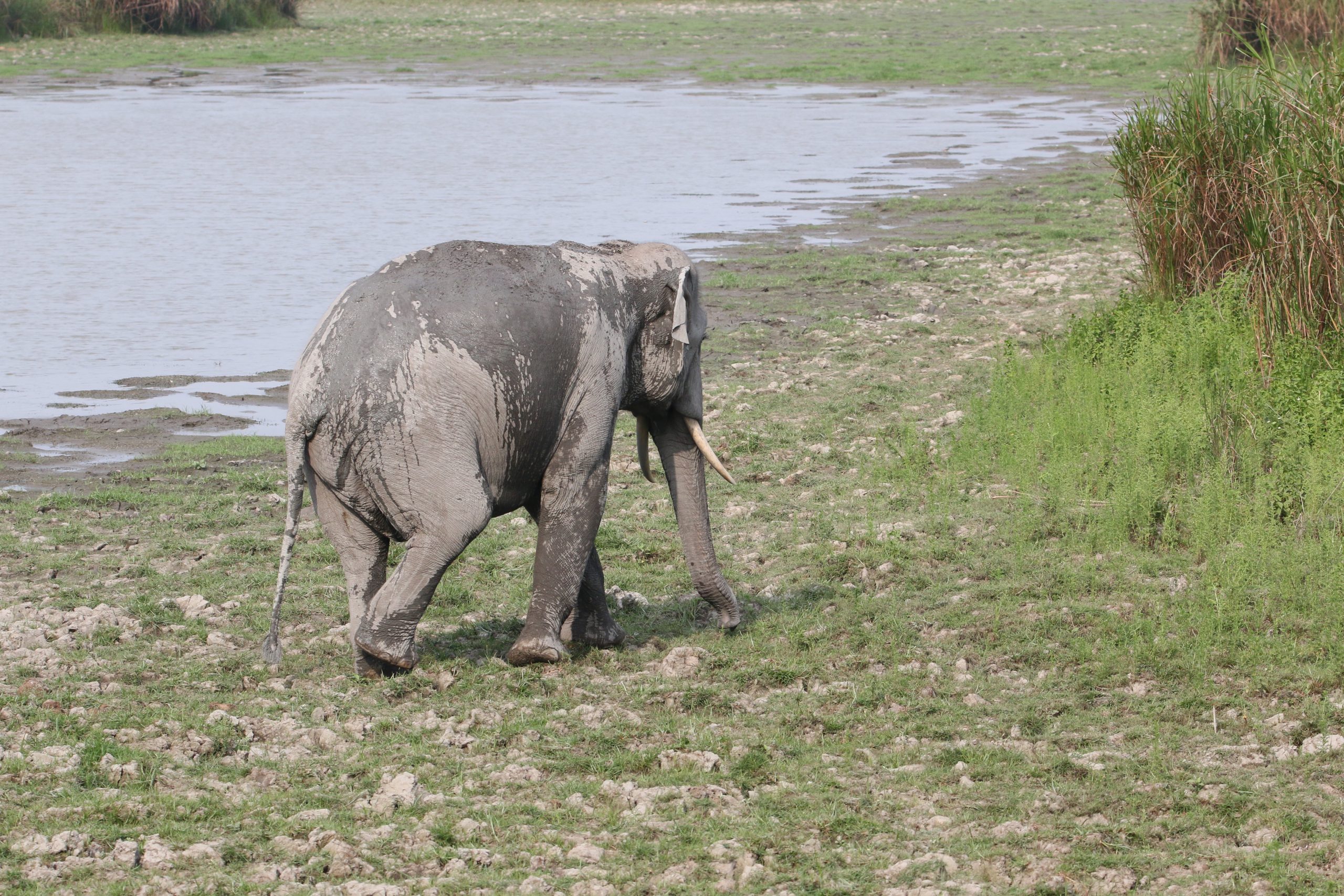 An elephant near a pond