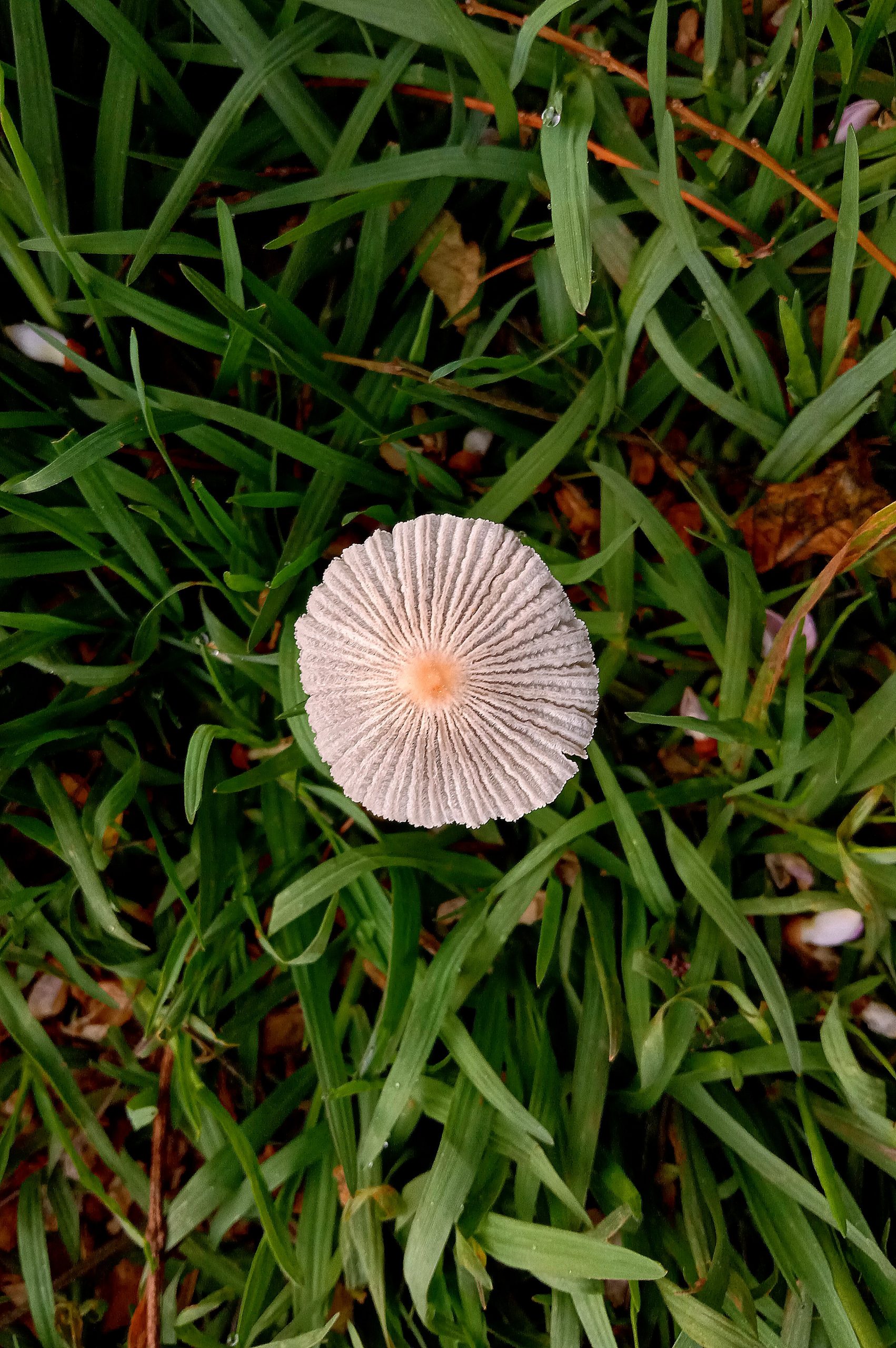 Wild flower in the grass