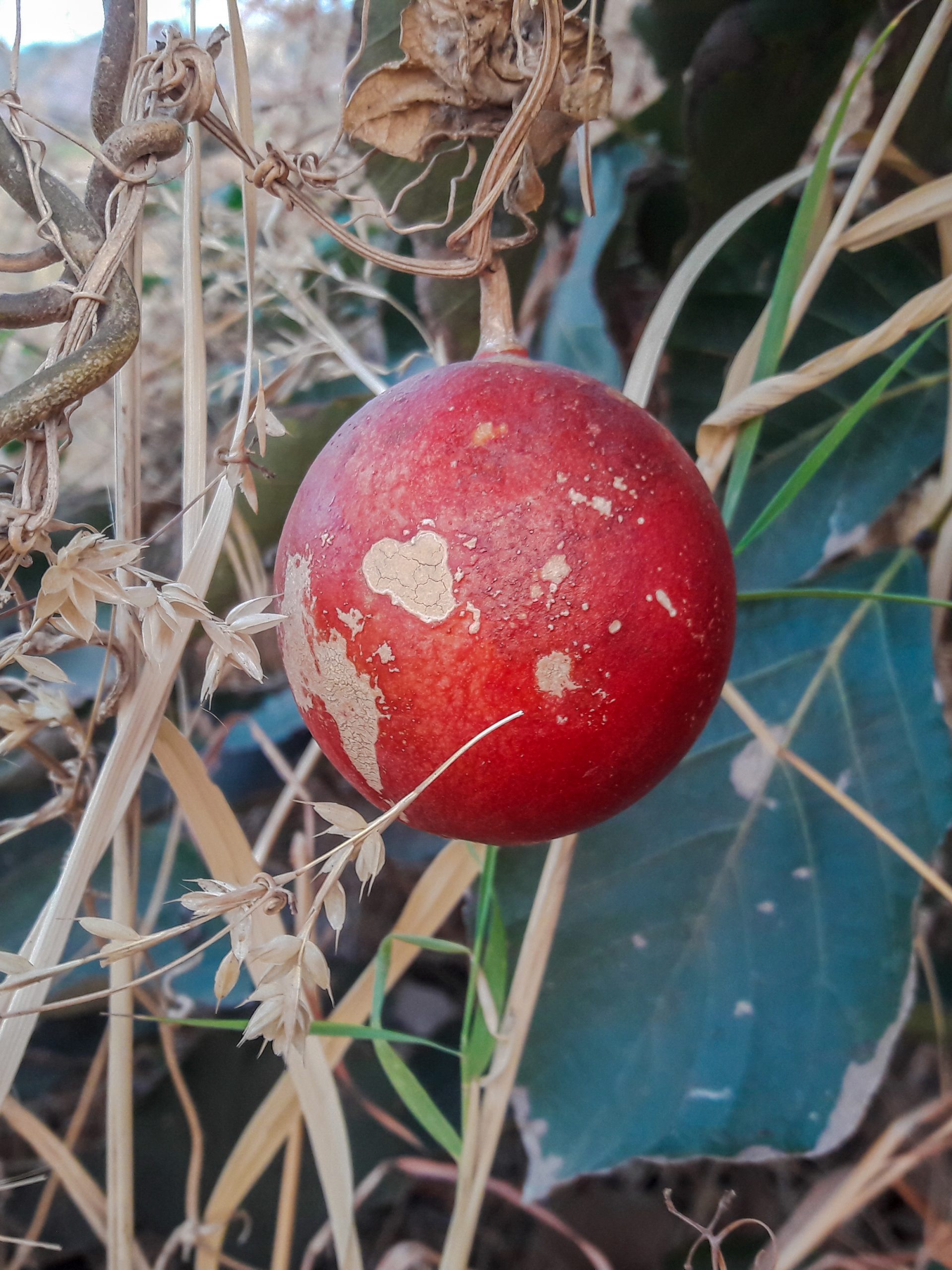 Wild red fruit
