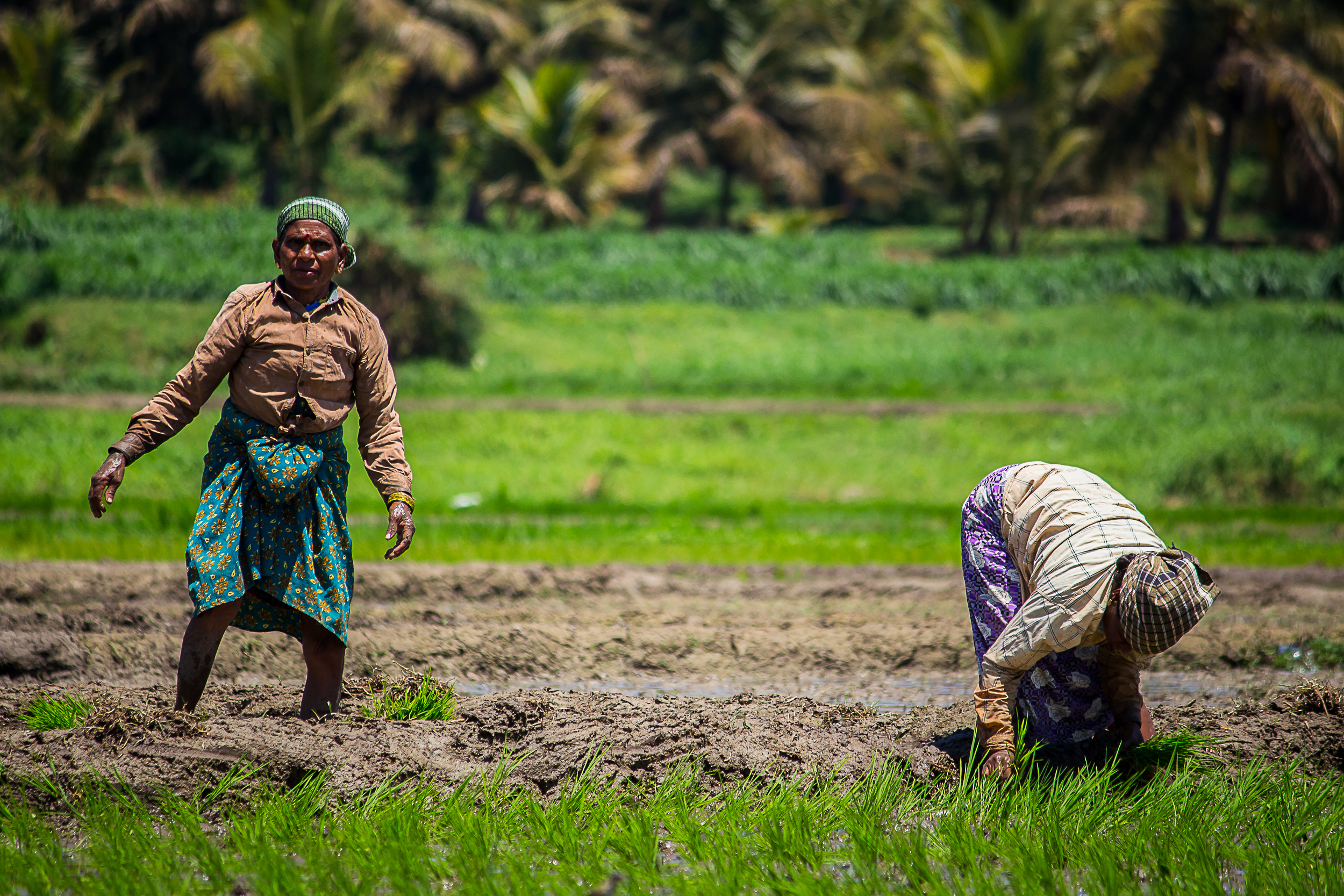 Women working in a paddy field
