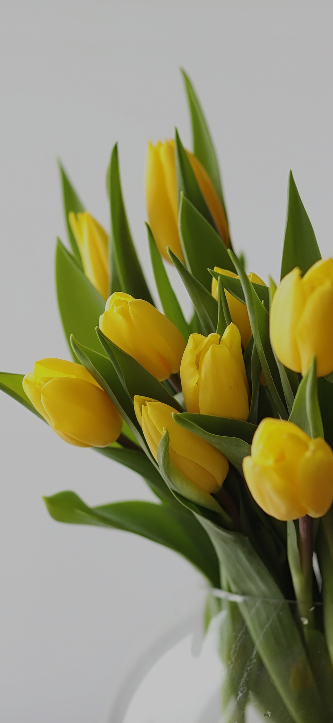 Yellow Tulip flowers