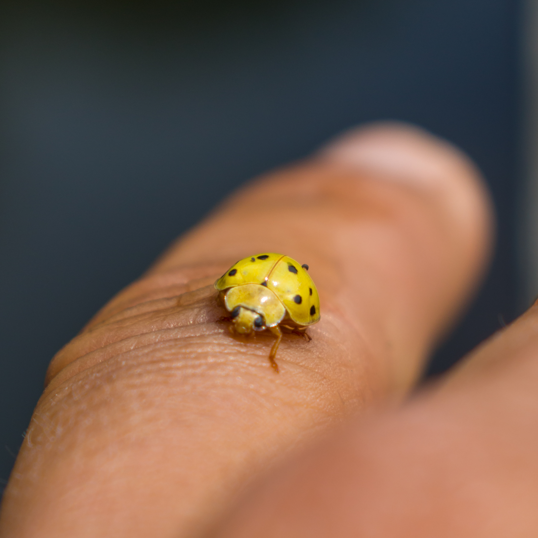 Yellow bug on finger