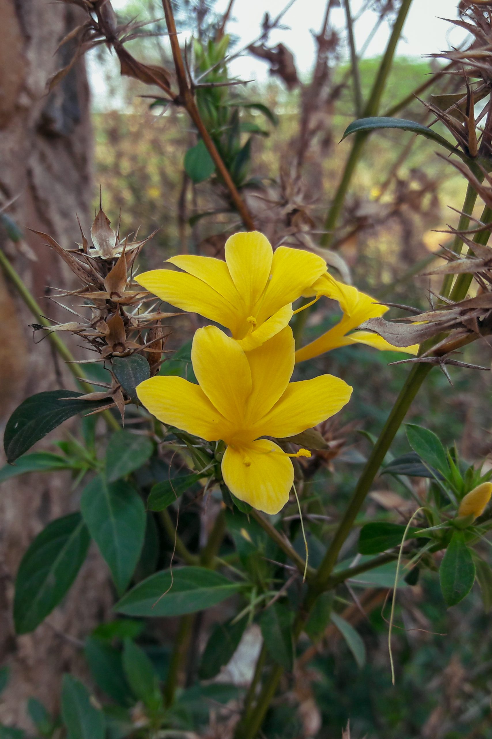 Yellow flower on plant