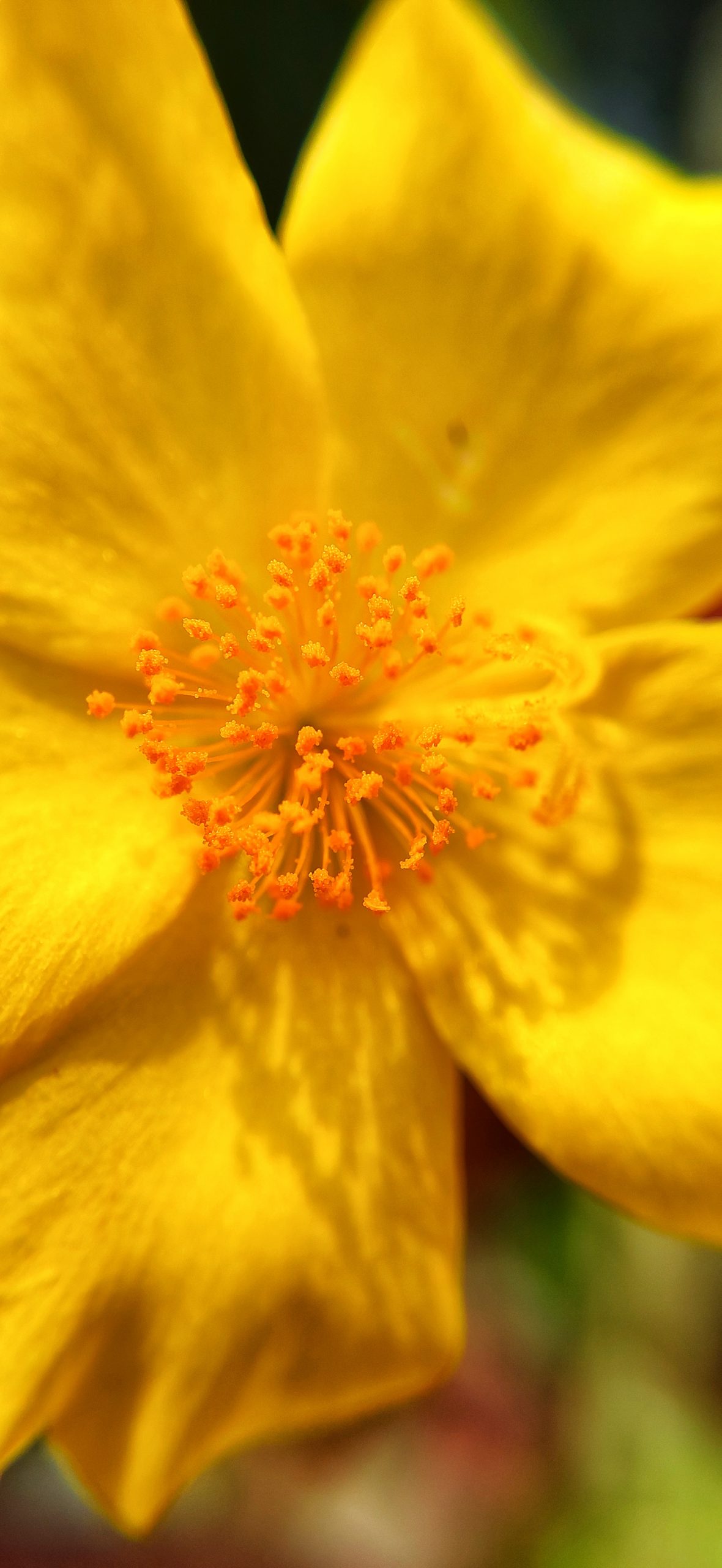 Yellow pollen grains on a flower