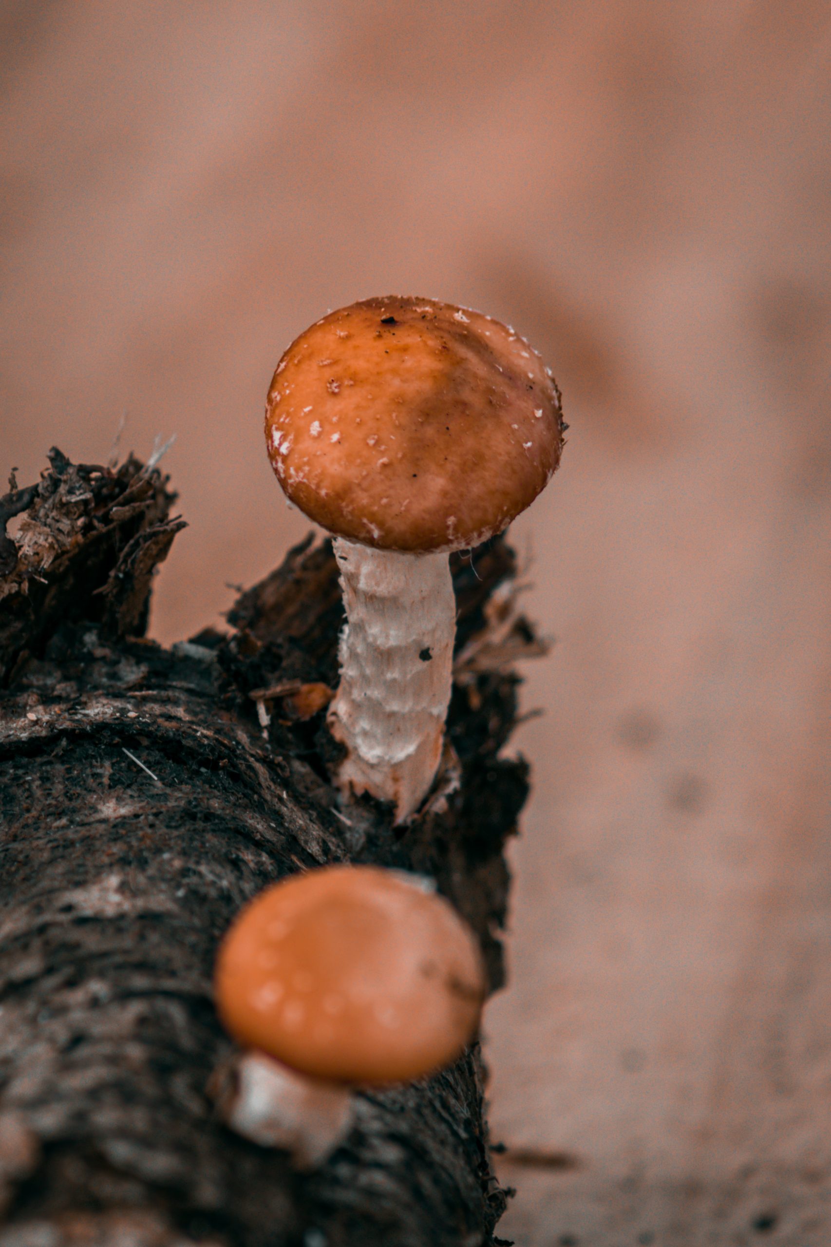 Young Mushroom on tree