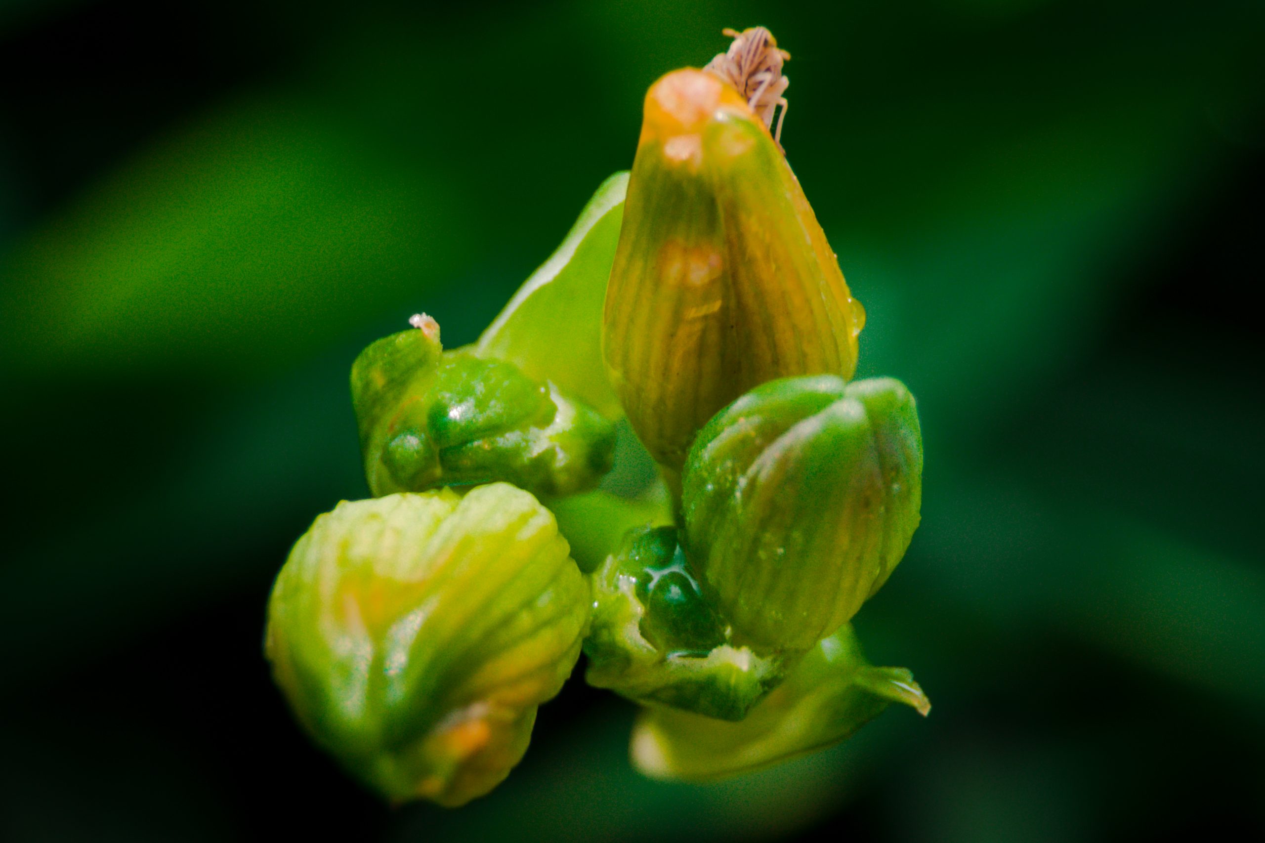 Green buds of flowers