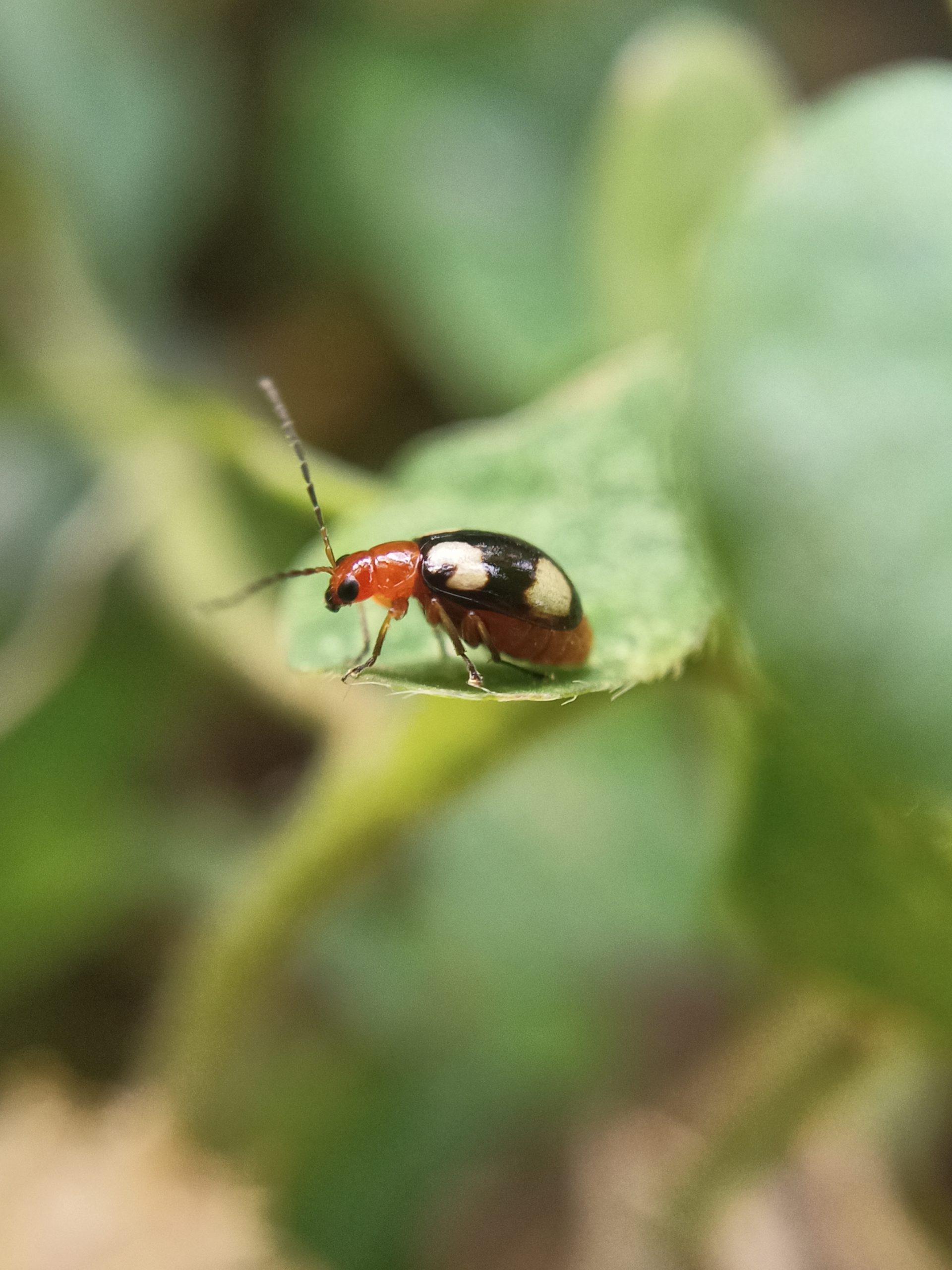 Red Bug on the plant leaf
