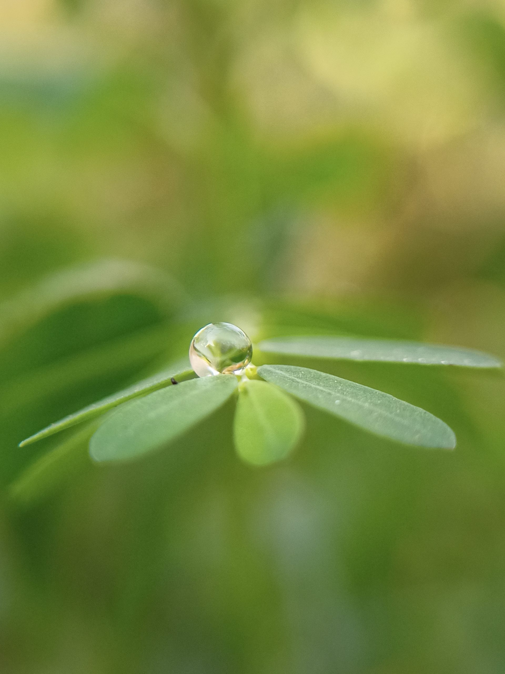Drops on leaf