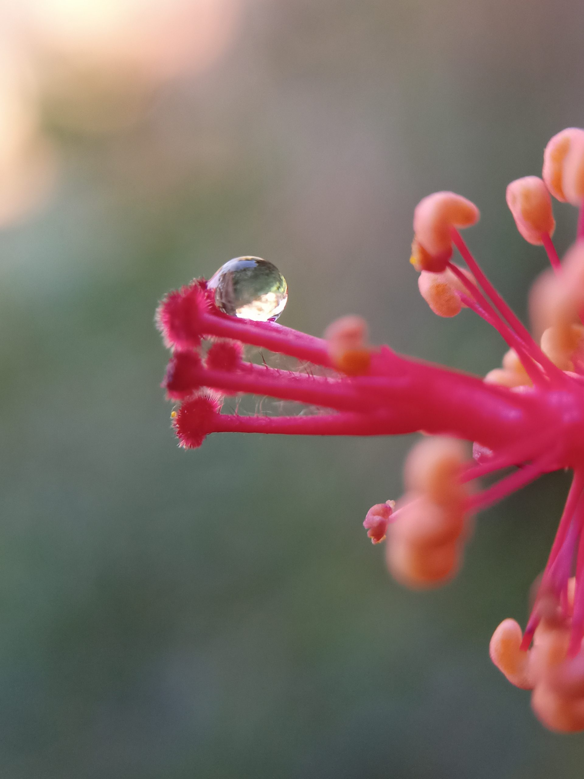 A water drop on a flower pistil