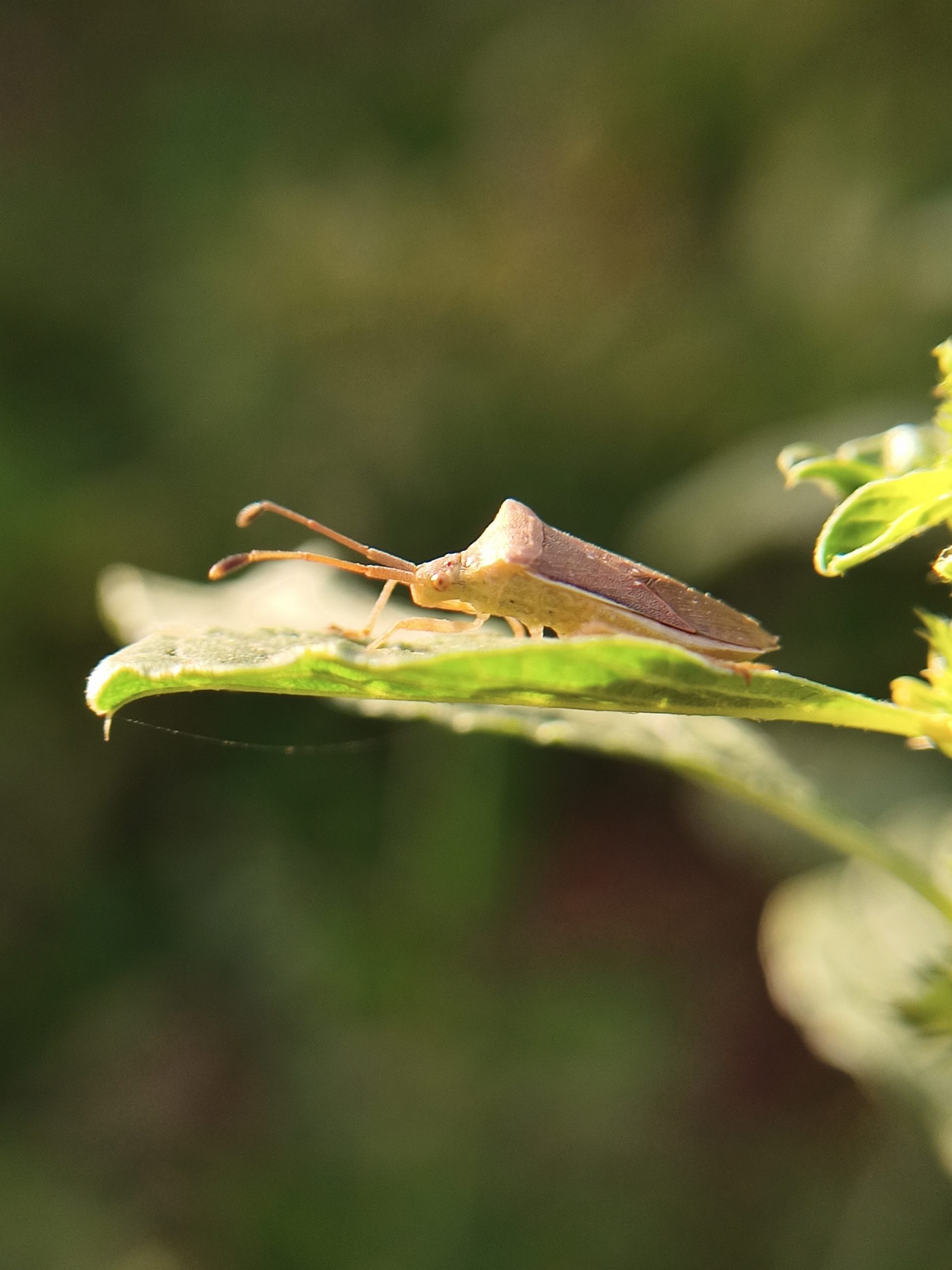 An insect on a leaf