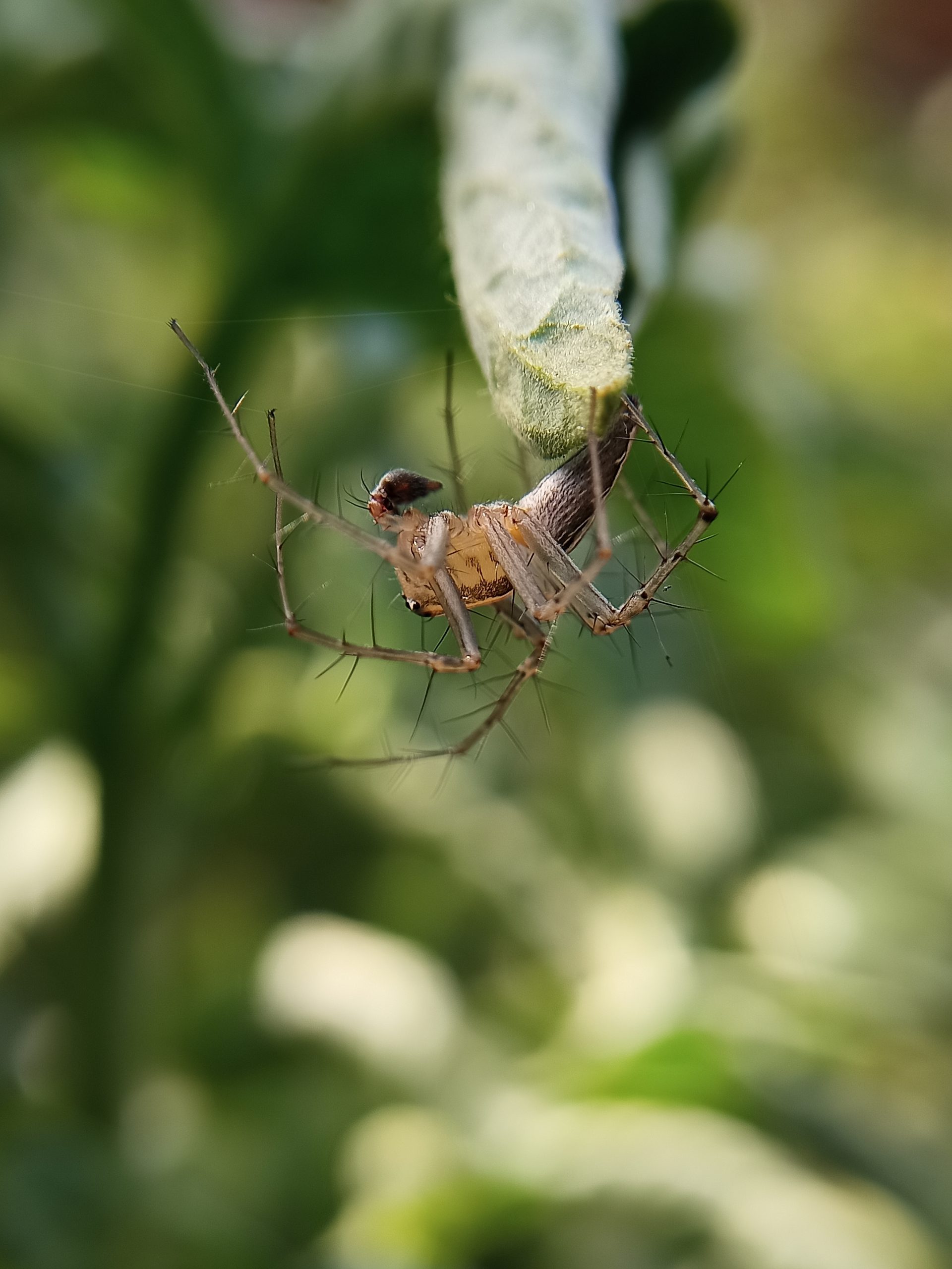 spider on the plant leaf