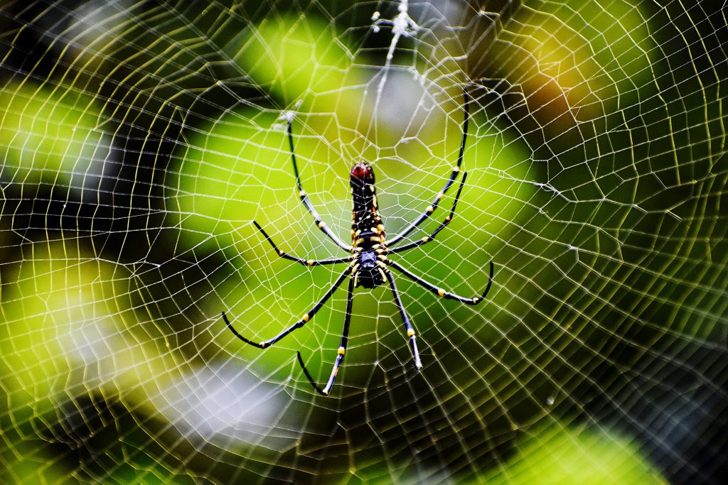 sticky-science-the-evolution-of-spider-webs-scientific-american