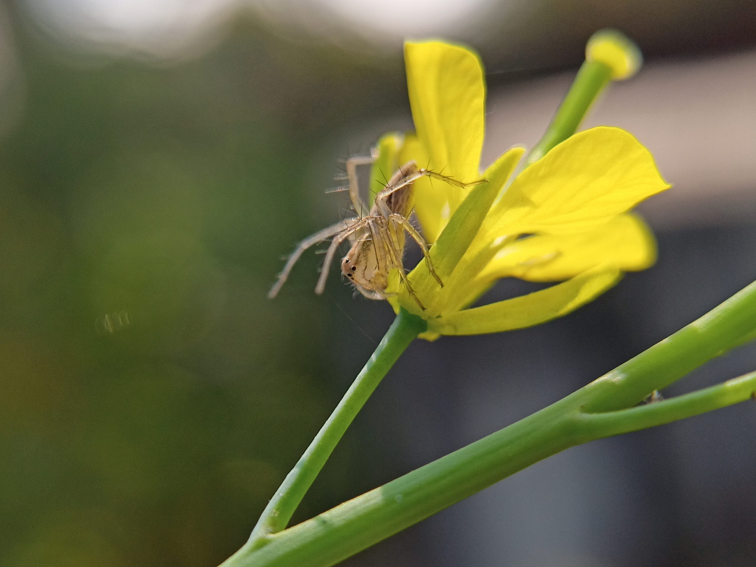 spider on flower