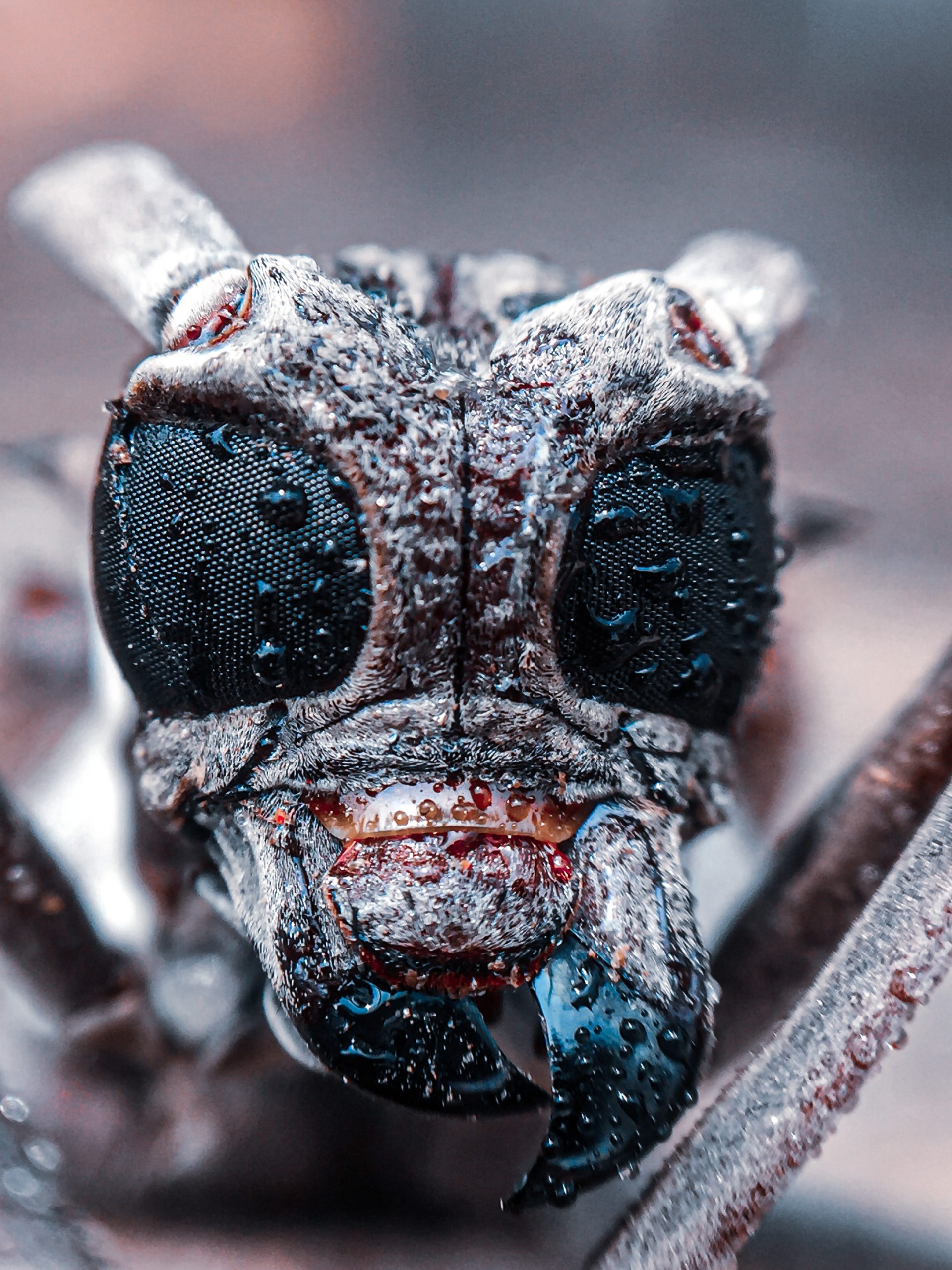 Face of an insect