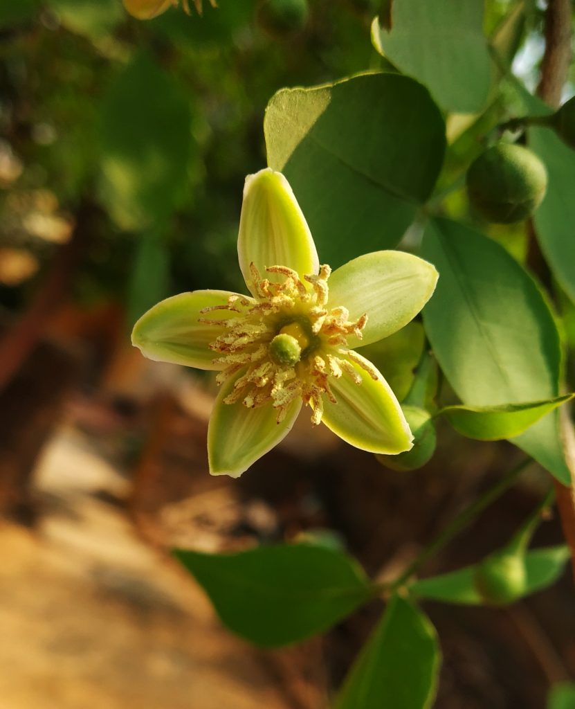 wood apple flower PixaHive