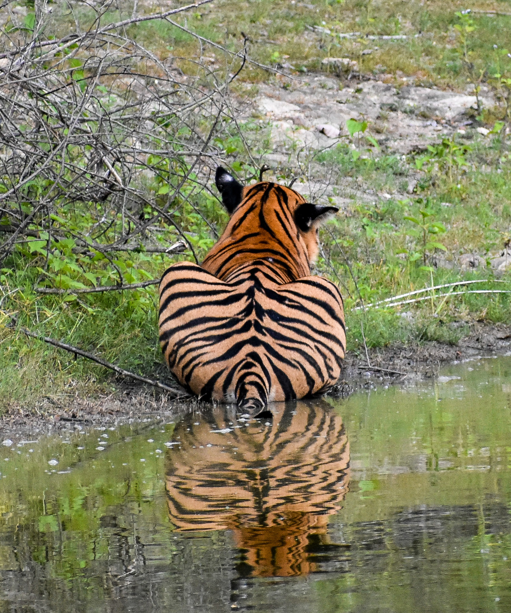 A Bengal tiger sitting near a pond