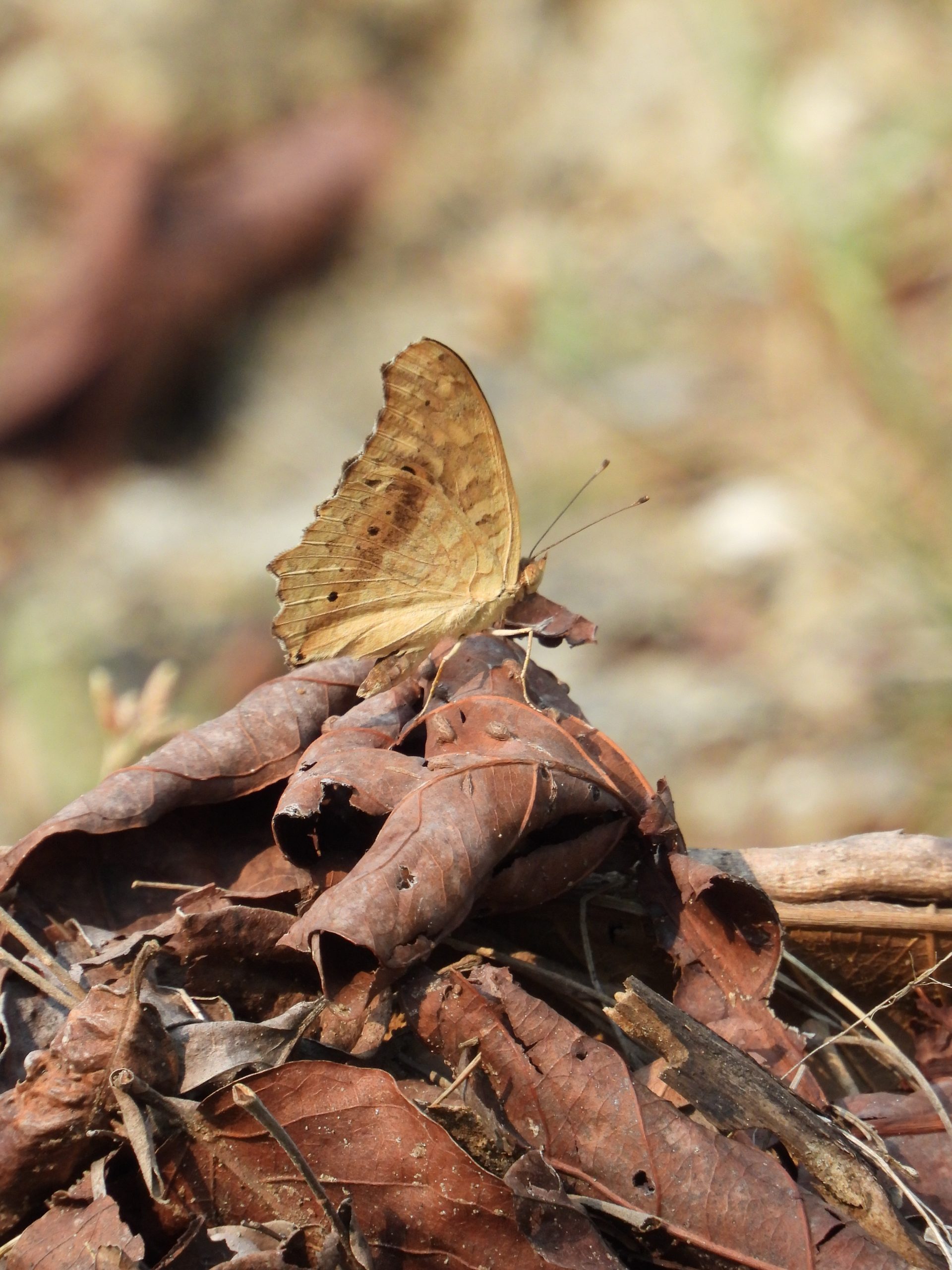 A butterfly on dry leaves