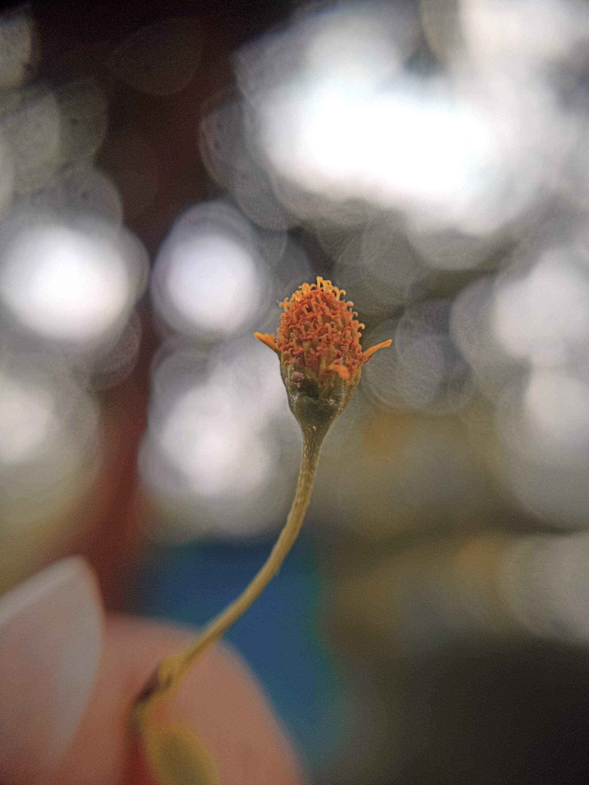 A flower bud