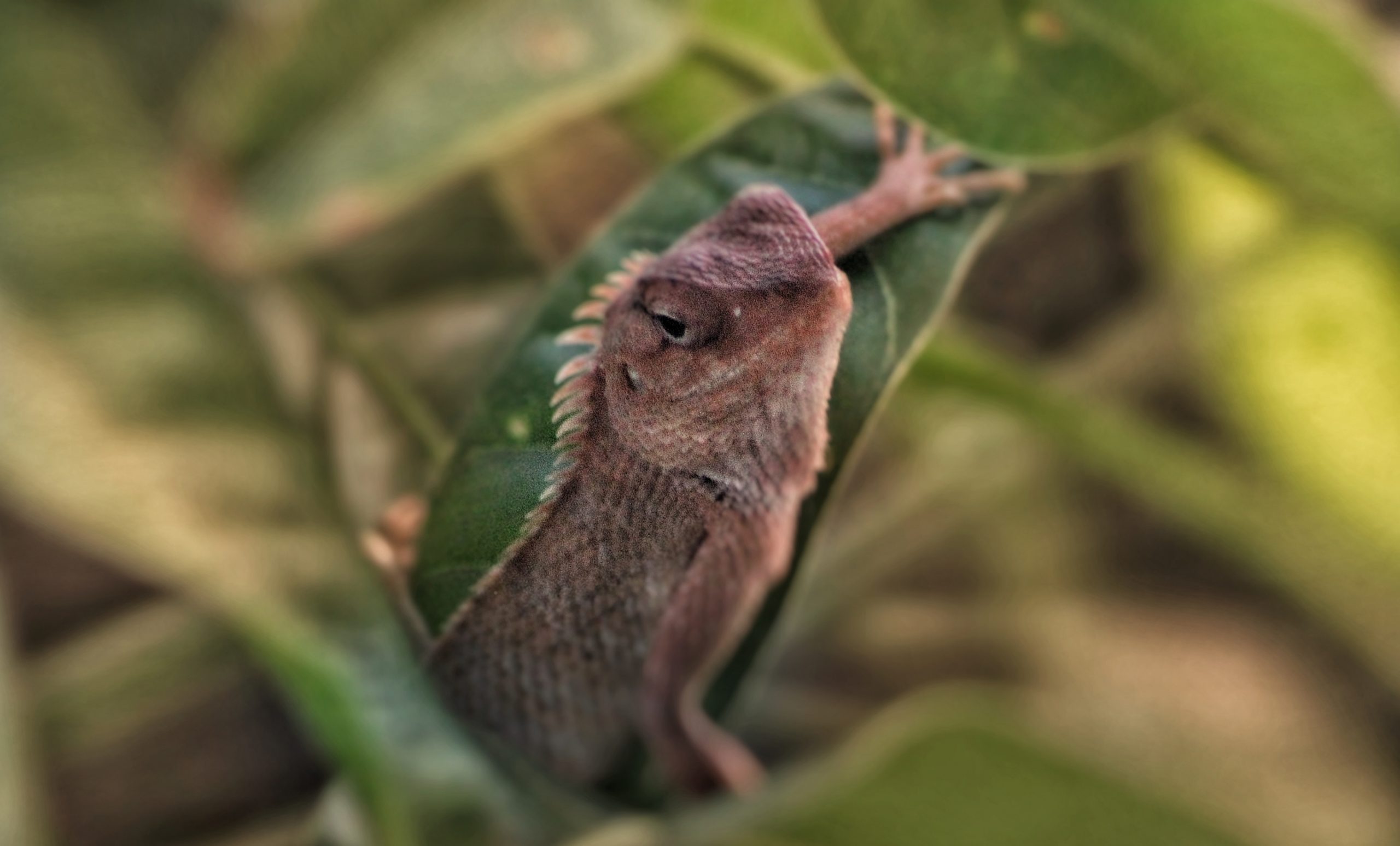 A garden lizard