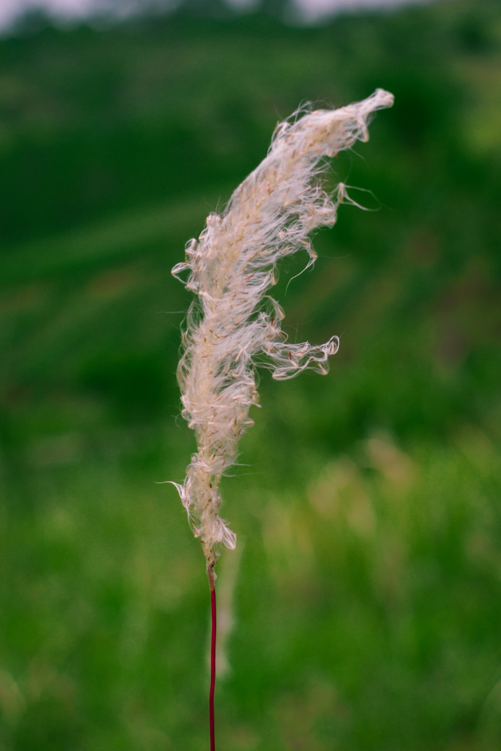 A grass stem