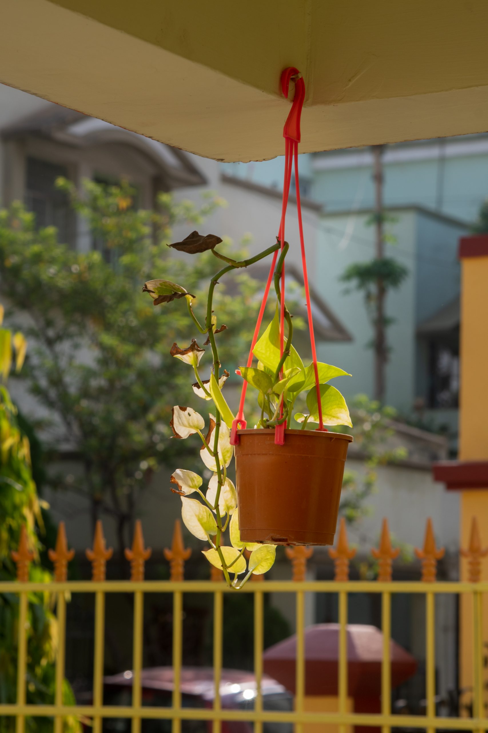 A hanging flower pot