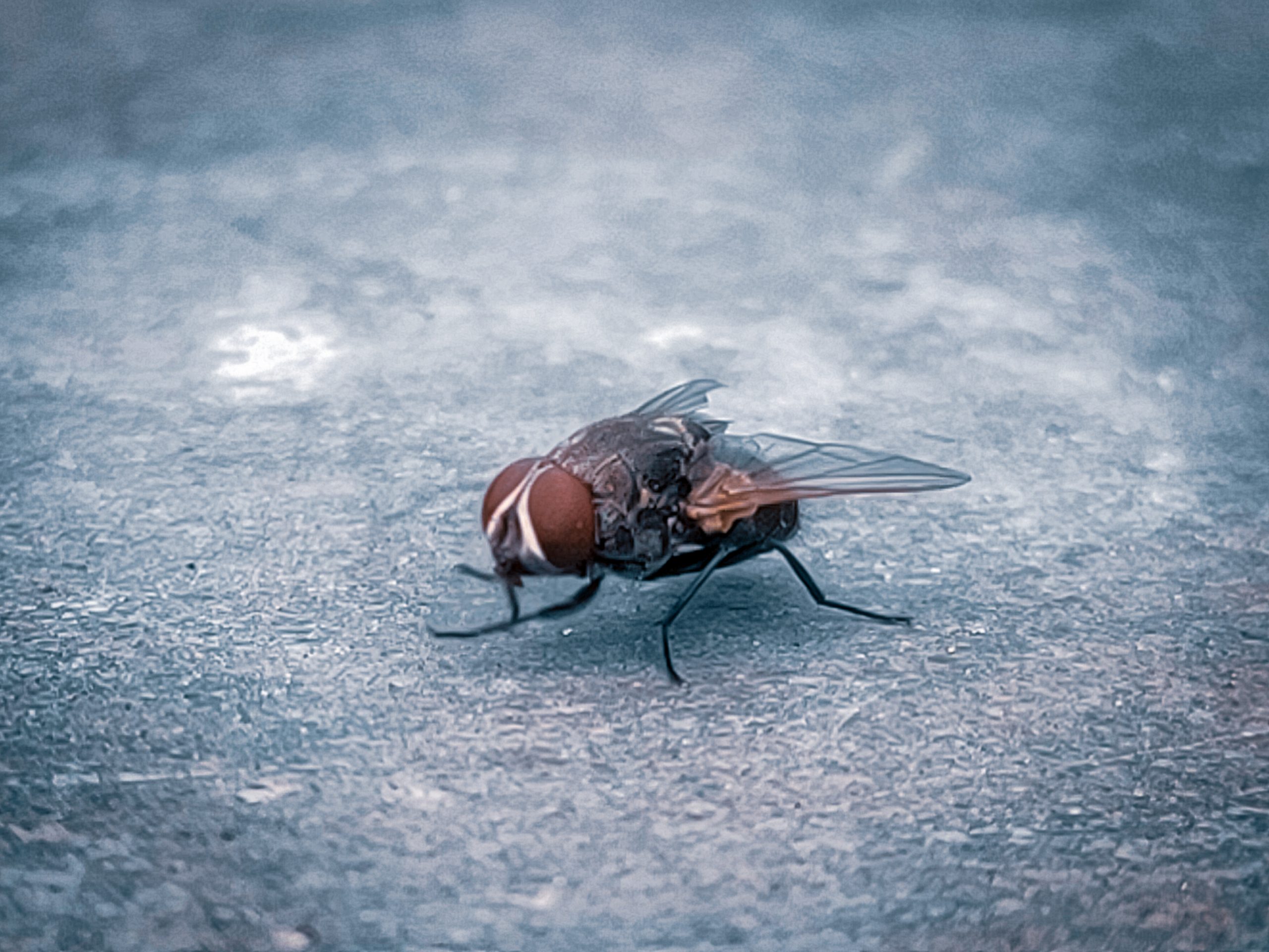 A housefly