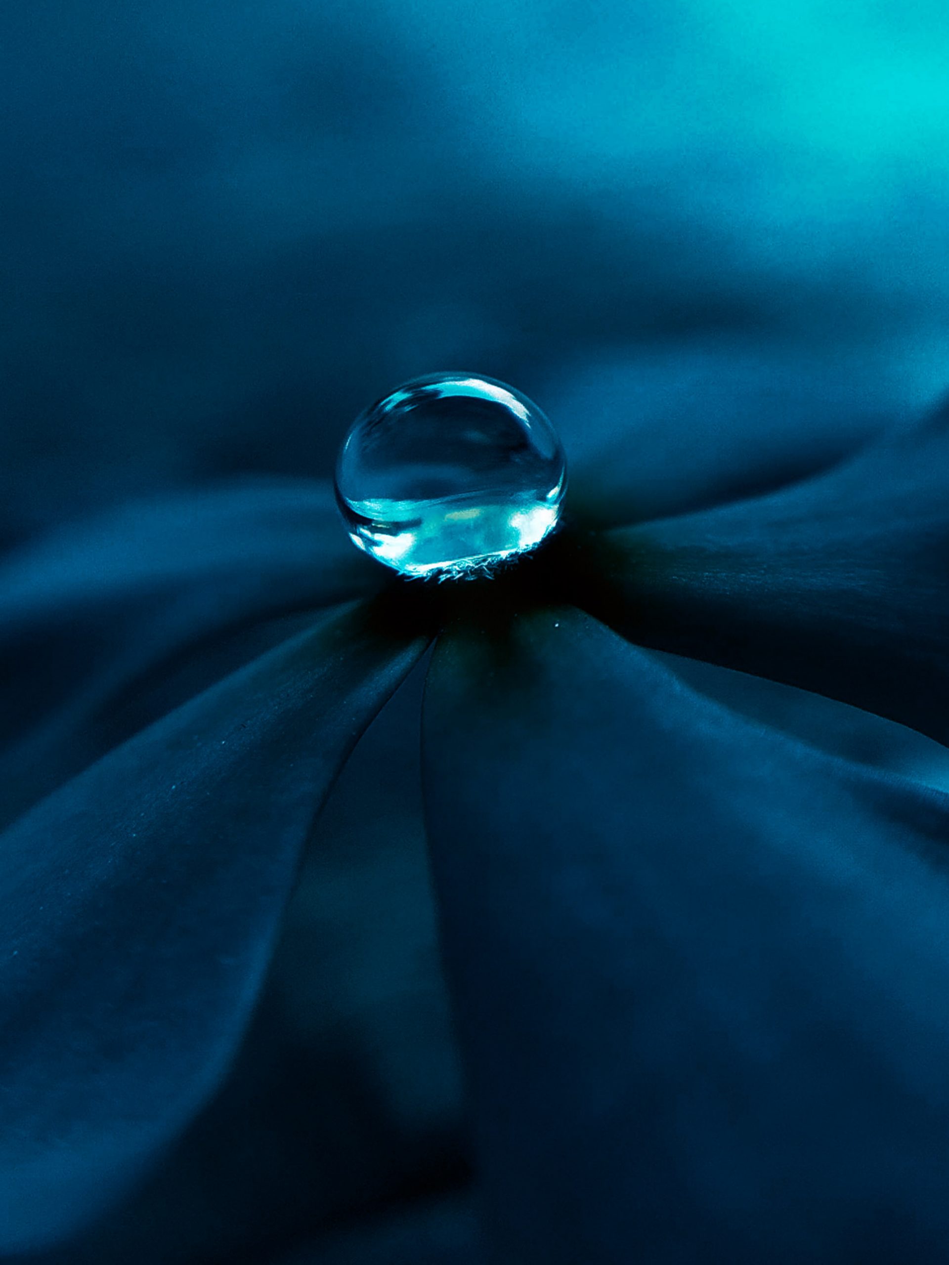 A water drop on a flower
