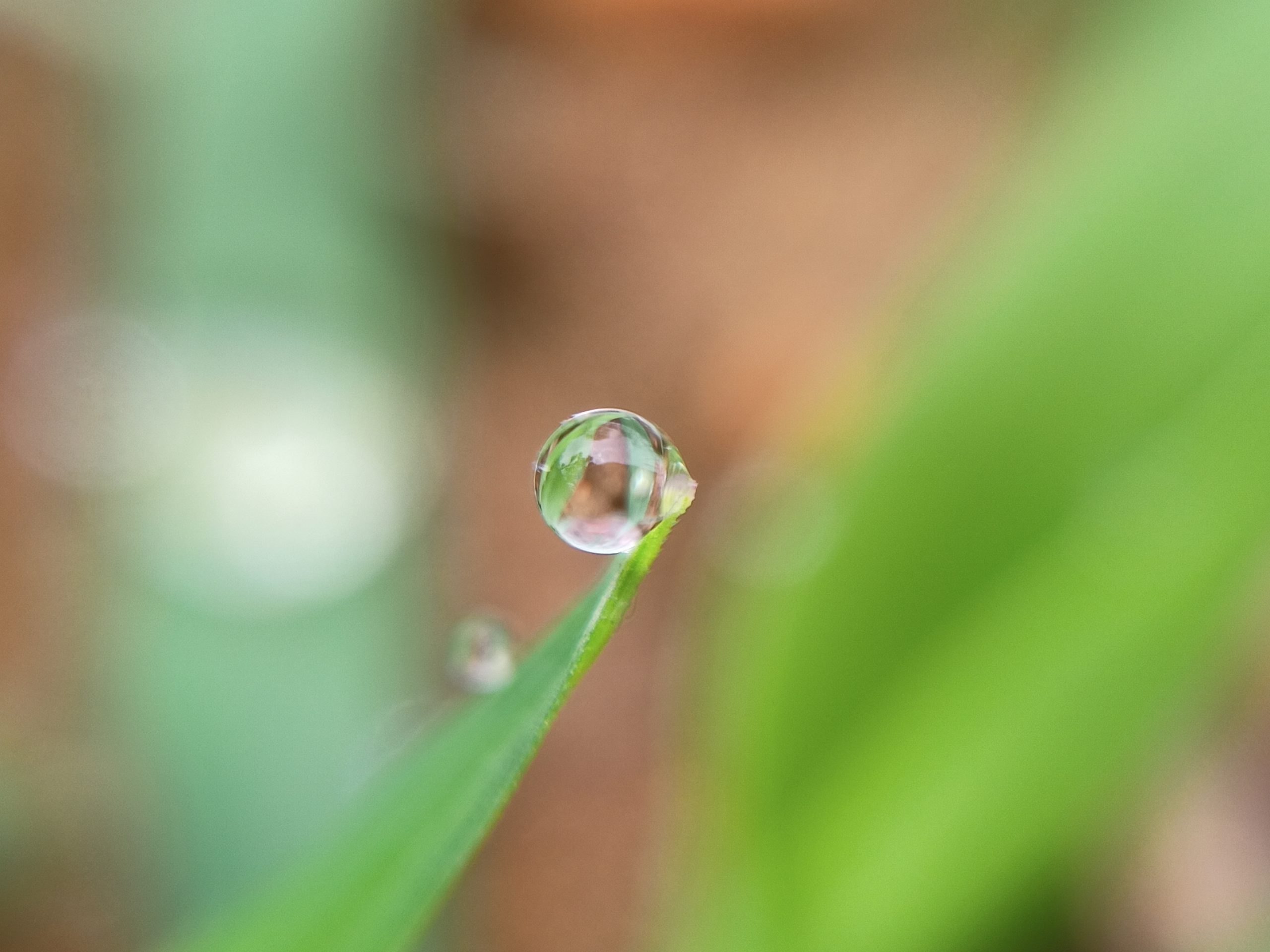 A water drop on a leaf