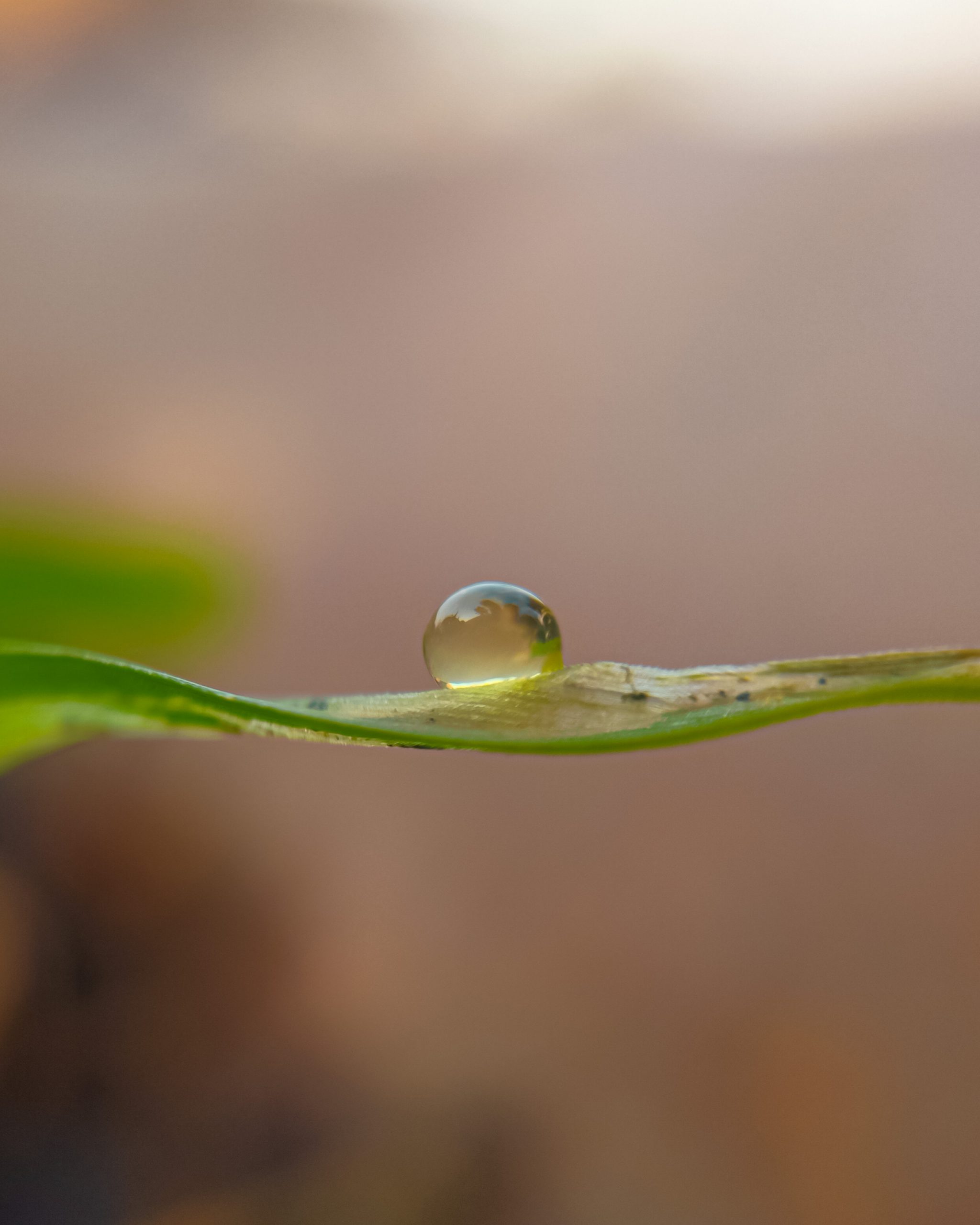 A waterdrop on a leaf