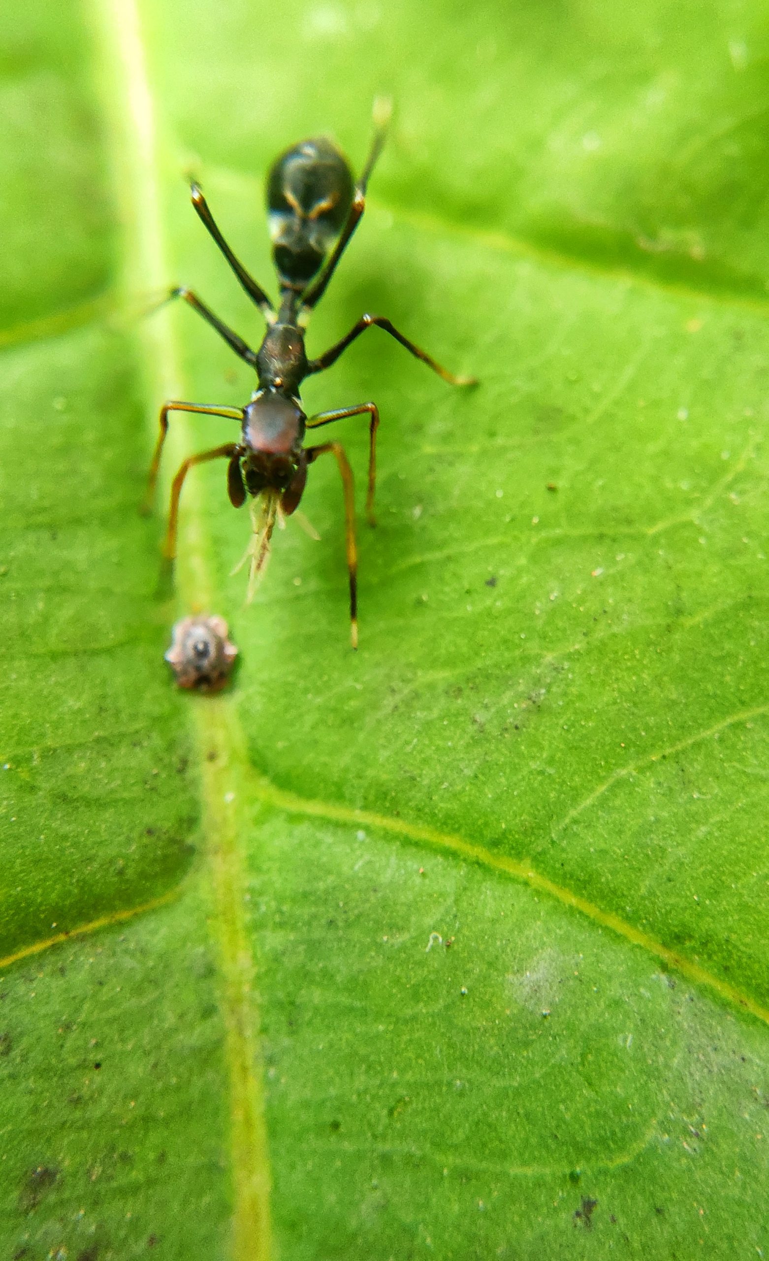 An ant on a leaf