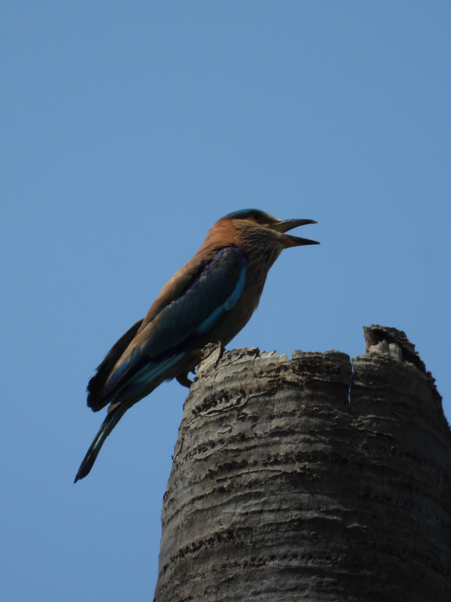 Bird sitting on tree trunk