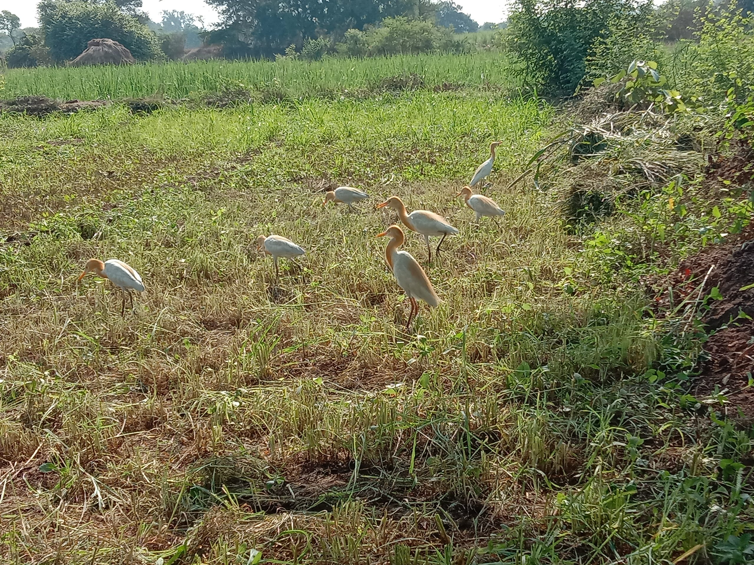 A flock of cattle egrets