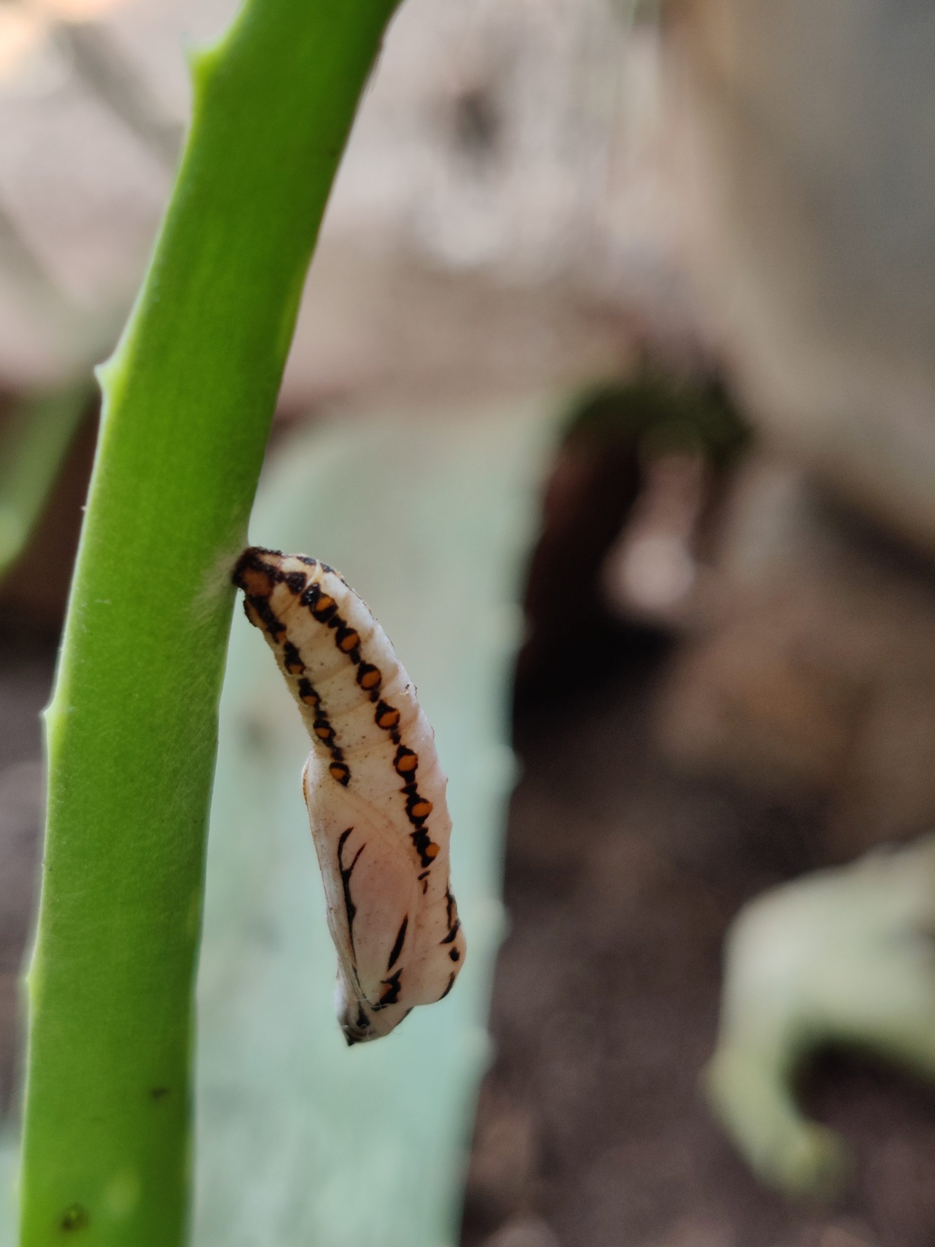 Butterfly larva on plant stem