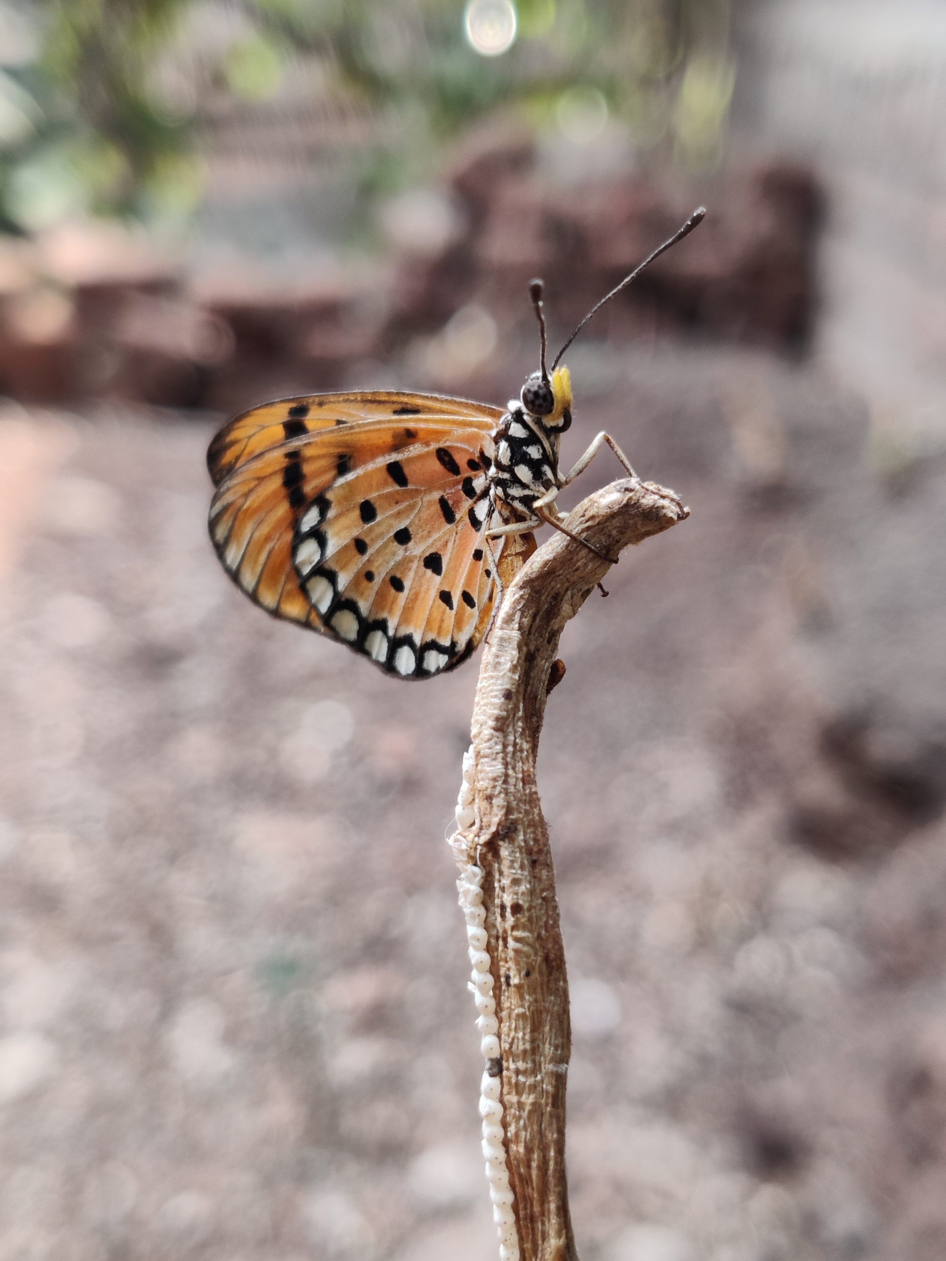 Butterfly on plant stem