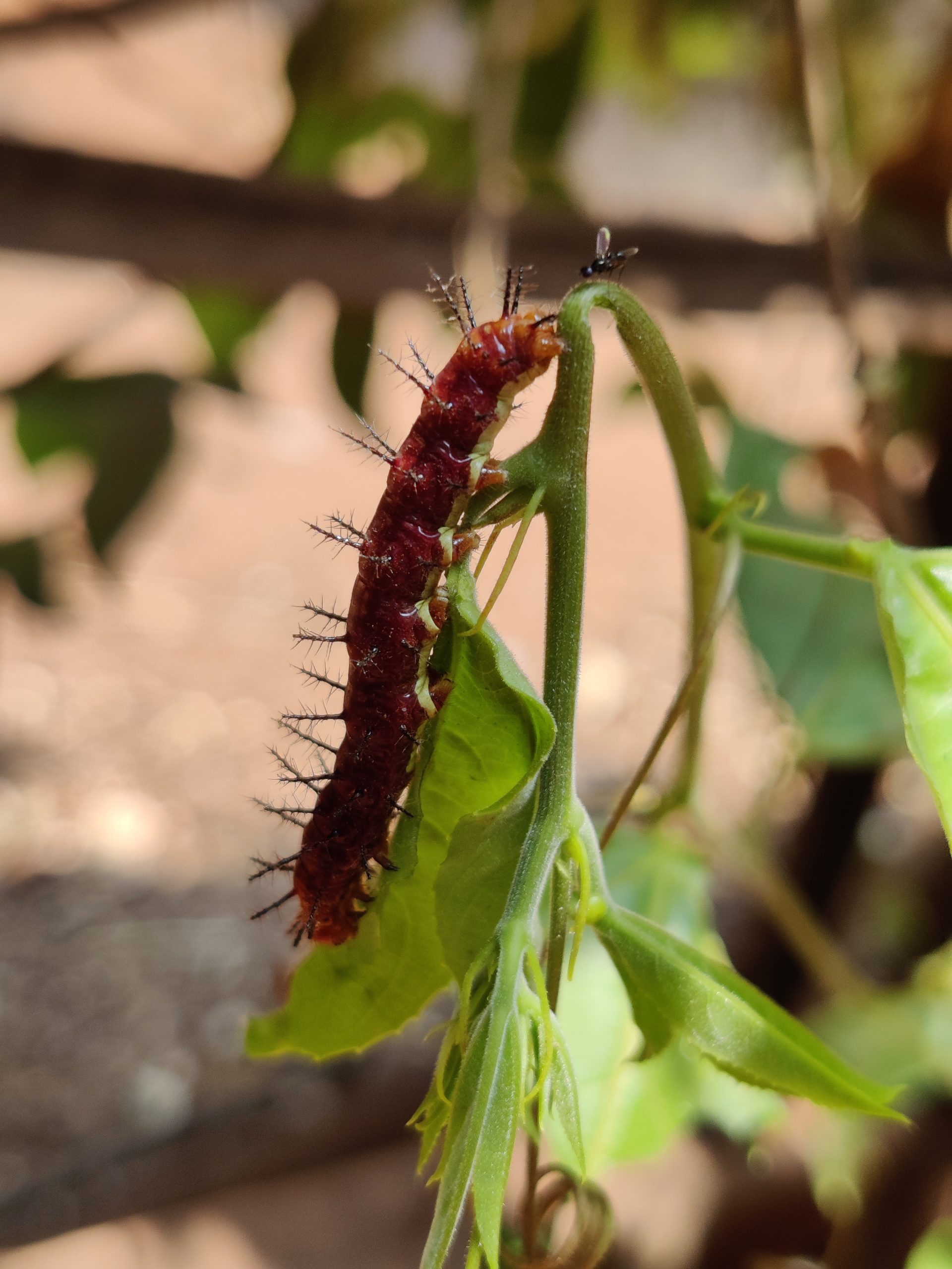 Caterpillar bug on the plant