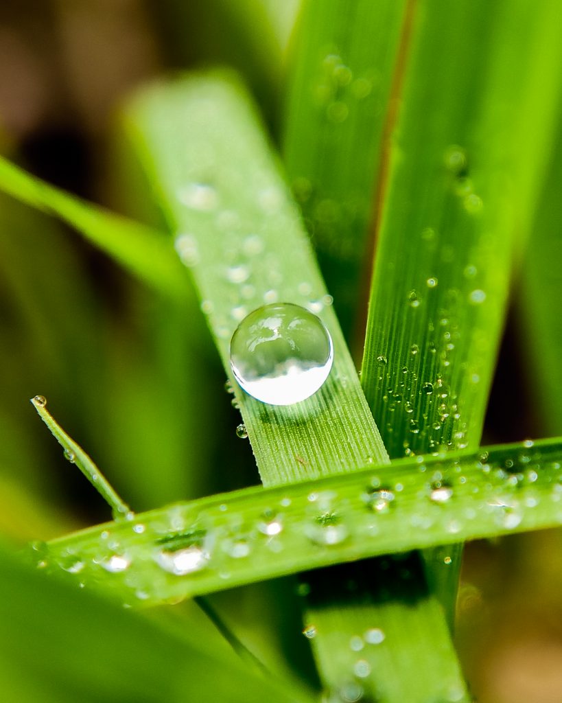 Dew drops on grass straws - PixaHive