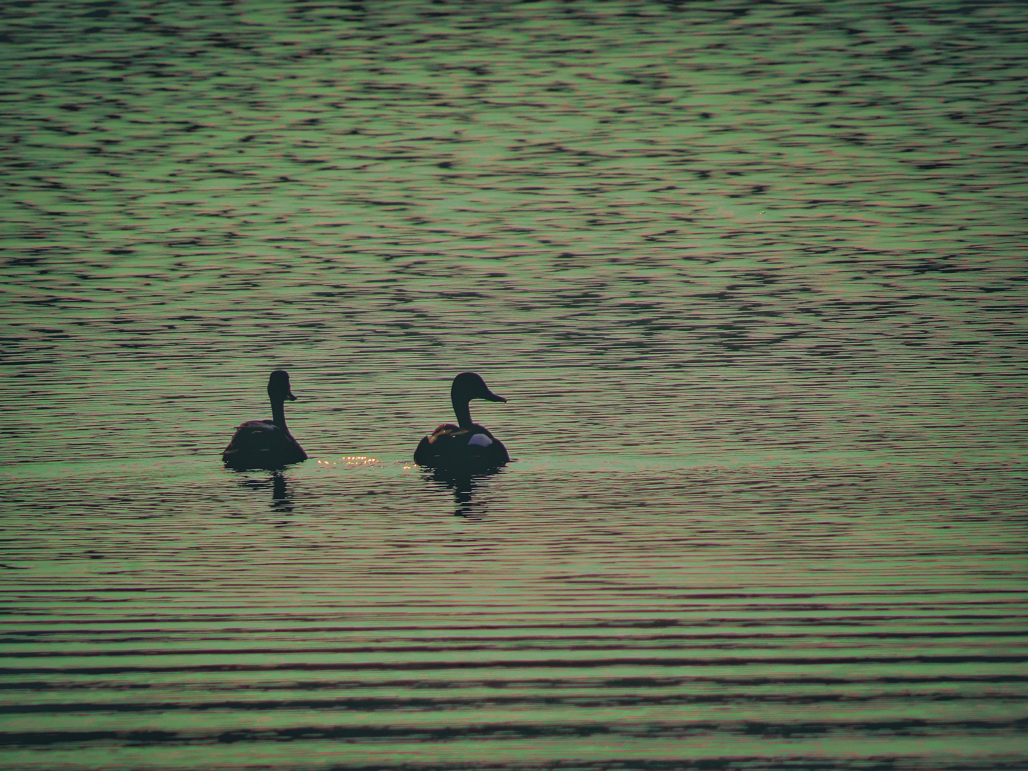 Ducks in a lake water