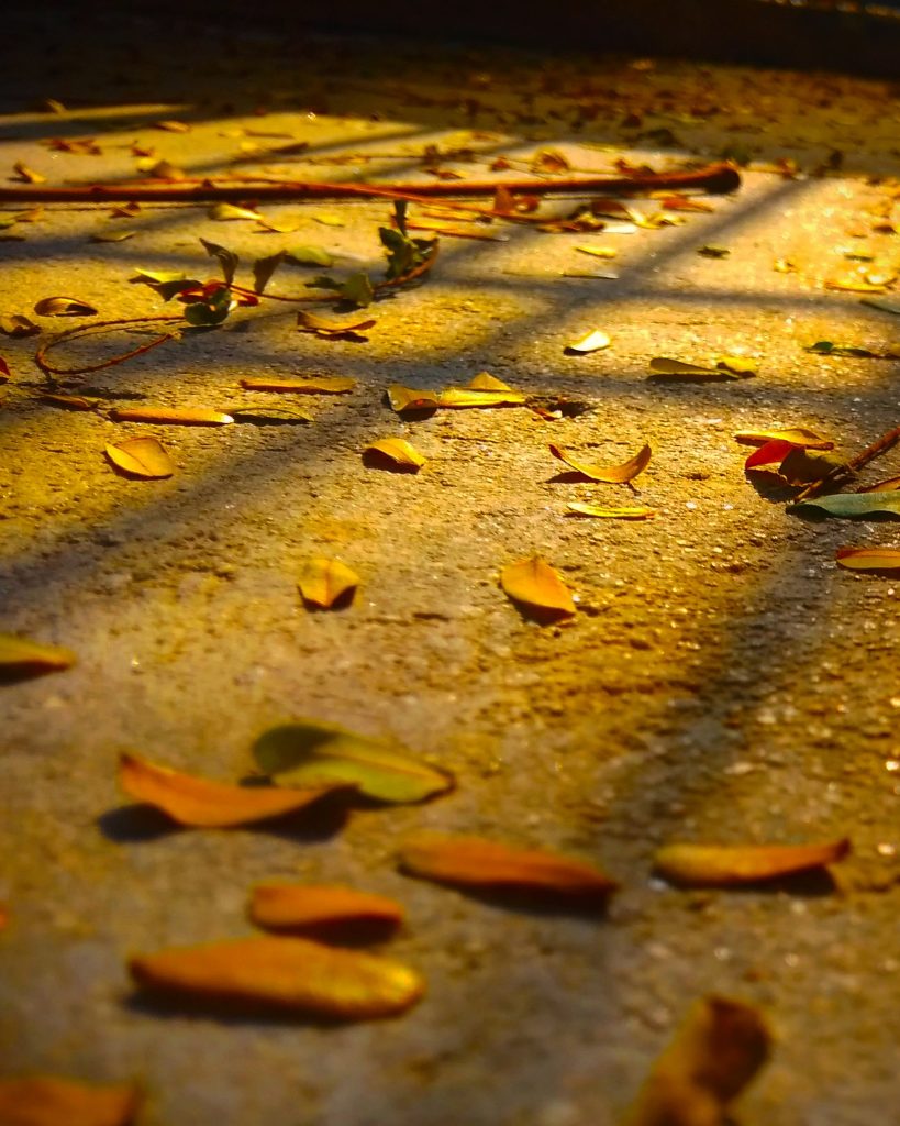 Fallen leaves on the floor - PixaHive