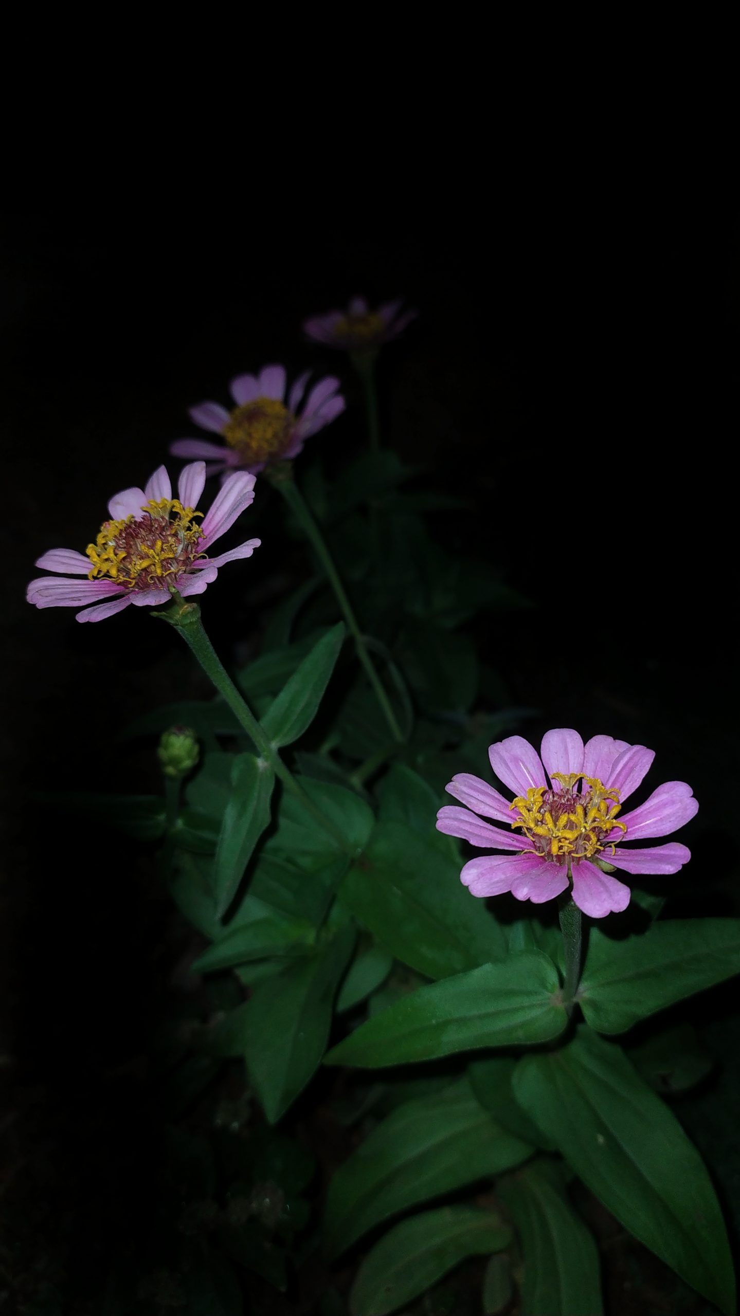 Flowers of Gerbera
