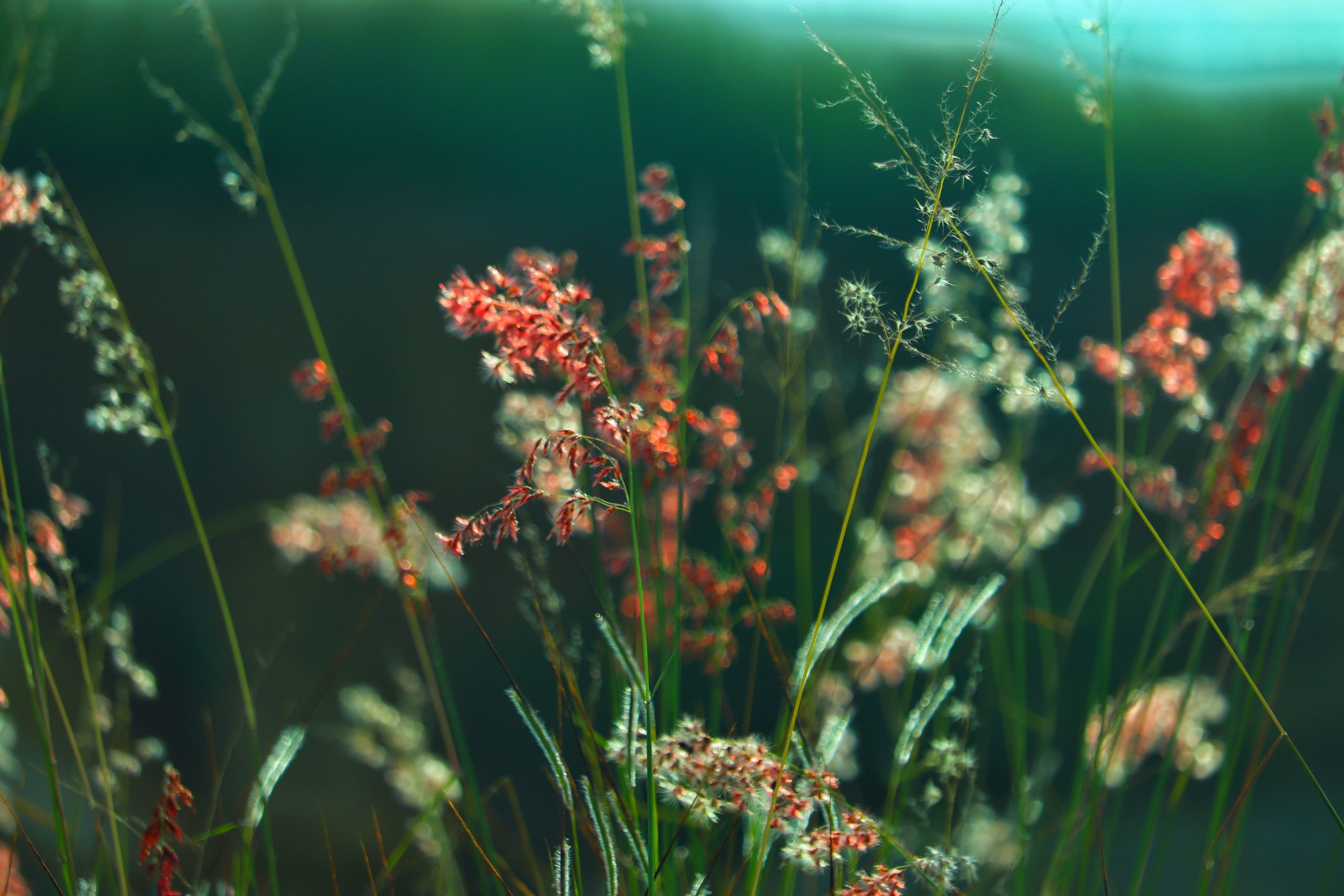 Grass and grassy flowers