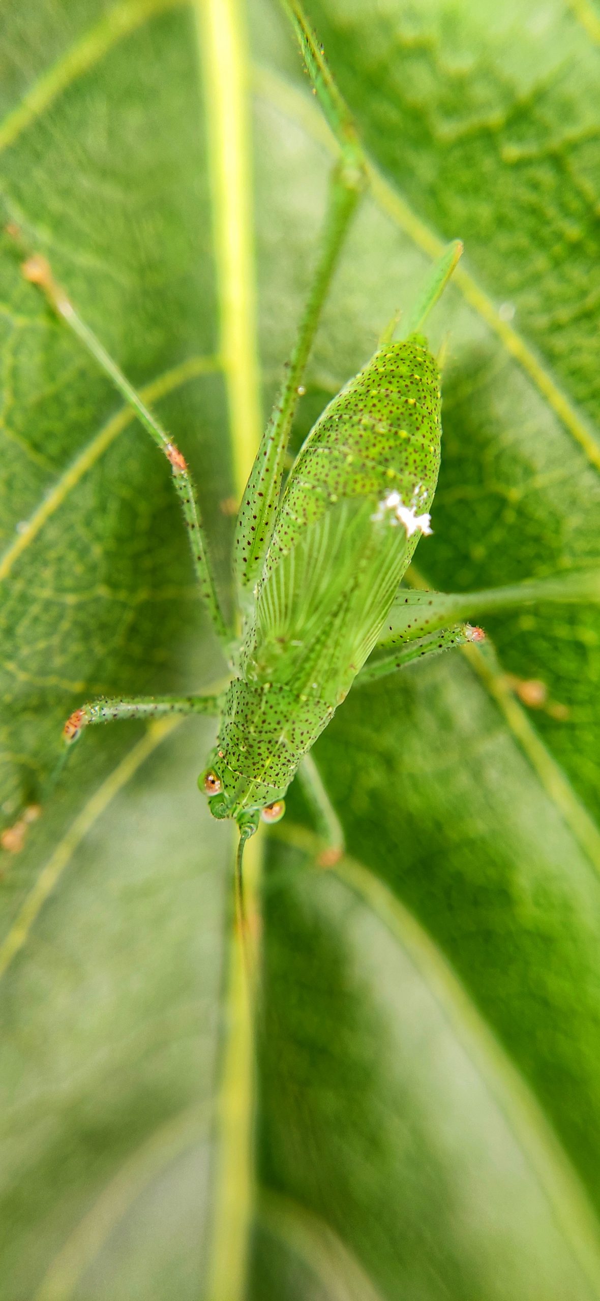Grasshopper on plant