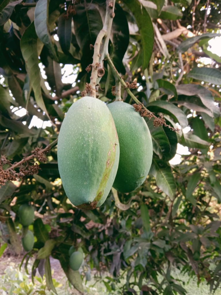 Green mangoes - PixaHive